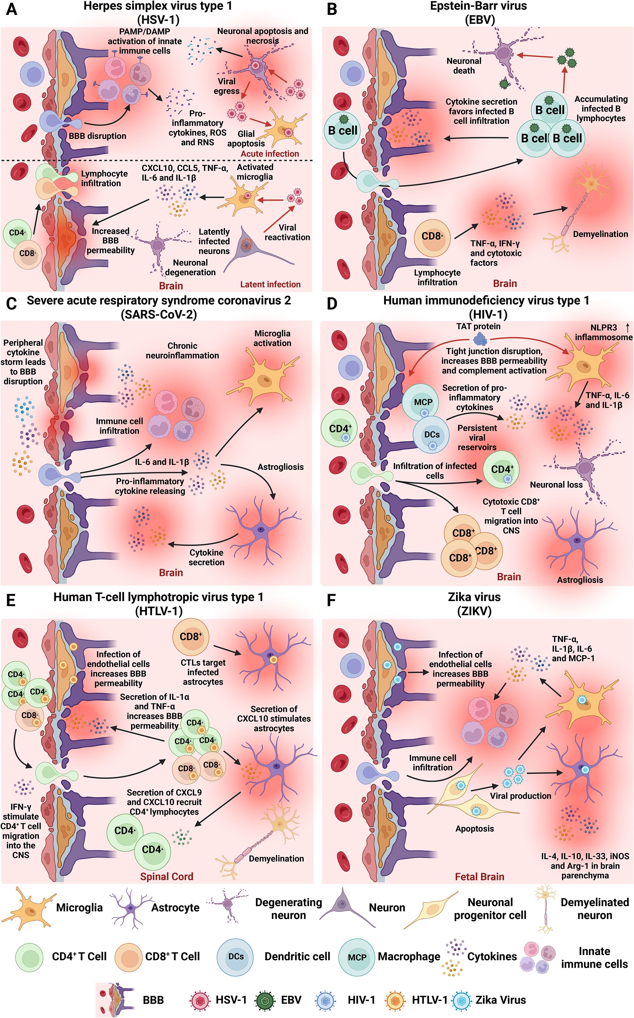 Illustration comparing the effects of different viruses on the brain and spinal cord. Panels A to F describe mechanisms of brain involvement for HSV-1, EBV, SARS-CoV-2, HIV-1, HTLV-1, and Zika virus respectively. Each section details the infiltration of immune cells, disruptions of the blood-brain barrier, cytokine release, and cellular damage. Icons represent various cell types and reactions, such as neuronal apoptosis, demyelination, and microglial activation. The processes highlight both acute and latent infections, along with immune system interactions across various viral infections.