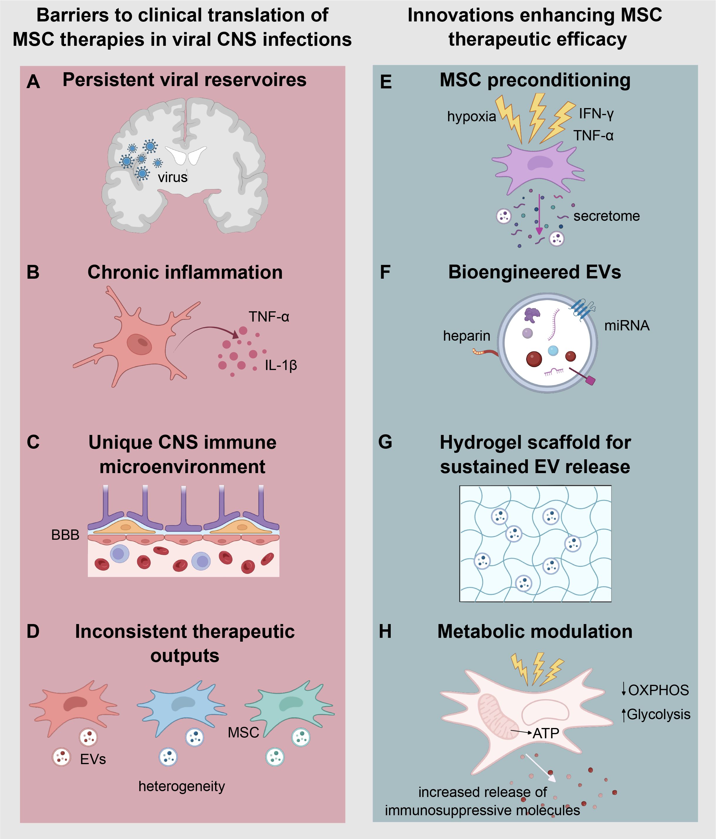 Barriers to clinical translation of MSC therapies in viral CNS infections include persistent viral reservoirs, chronic inflammation, unique CNS immune microenvironment, and inconsistent therapeutic output. Innovations enhancing MSC therapeutic efficacy feature MSC preconditioning, bioengineered EVs, hydrogel scaffold for sustained EV release, and metabolic modulation.
