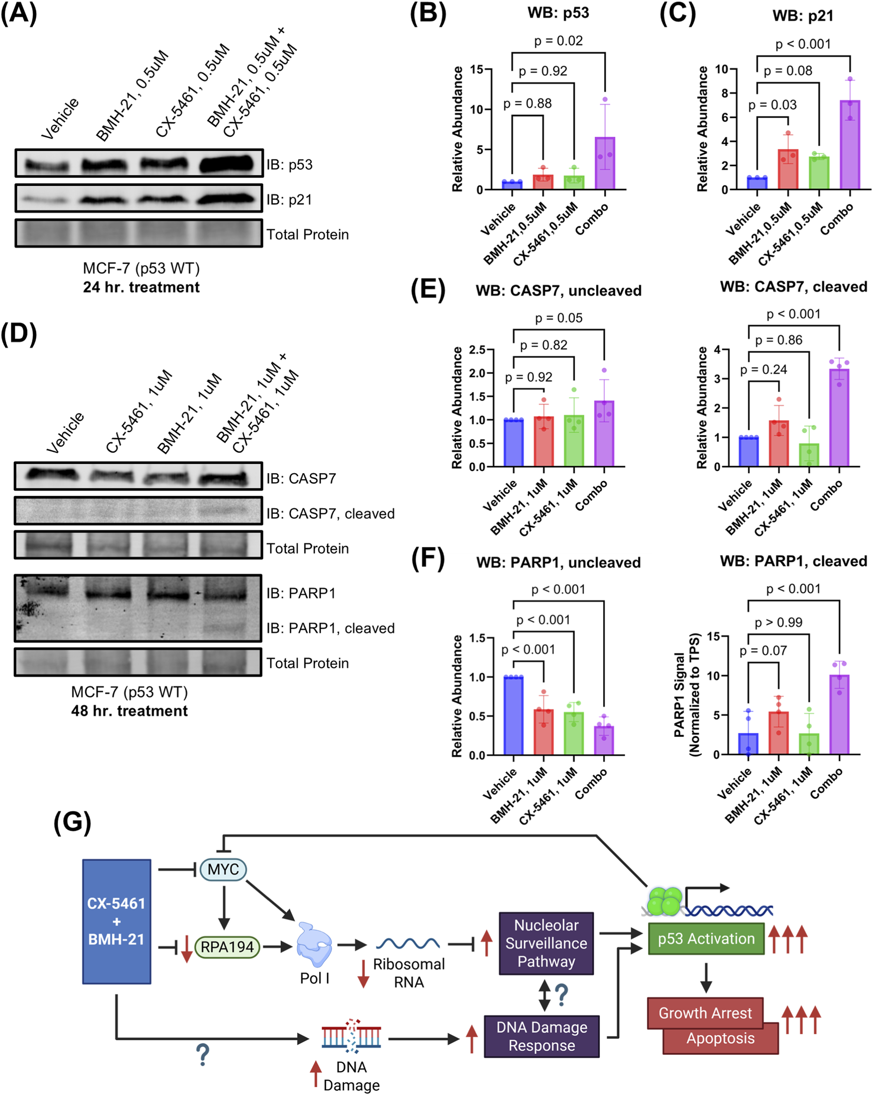 Western blot analysis and bar graphs show protein abundance in MCF-7 cells treated with vehicle, CX-5461, BMH-21, and a combination. Panels (A) and (D) display blots for p53, p21, CASP7, and PARP1 after 24 and 48 hours, respectively. Panels (B), (C), (E), and (F) show quantified relative abundance with p-values for statistical significance. Panel (G) presents a schematic of the interaction between CX-5461 and BMH-21 impacting MYC, RPA194, DNA damage response, nucleolar surveillance, and p53 activation, leading to growth arrest and apoptosis.