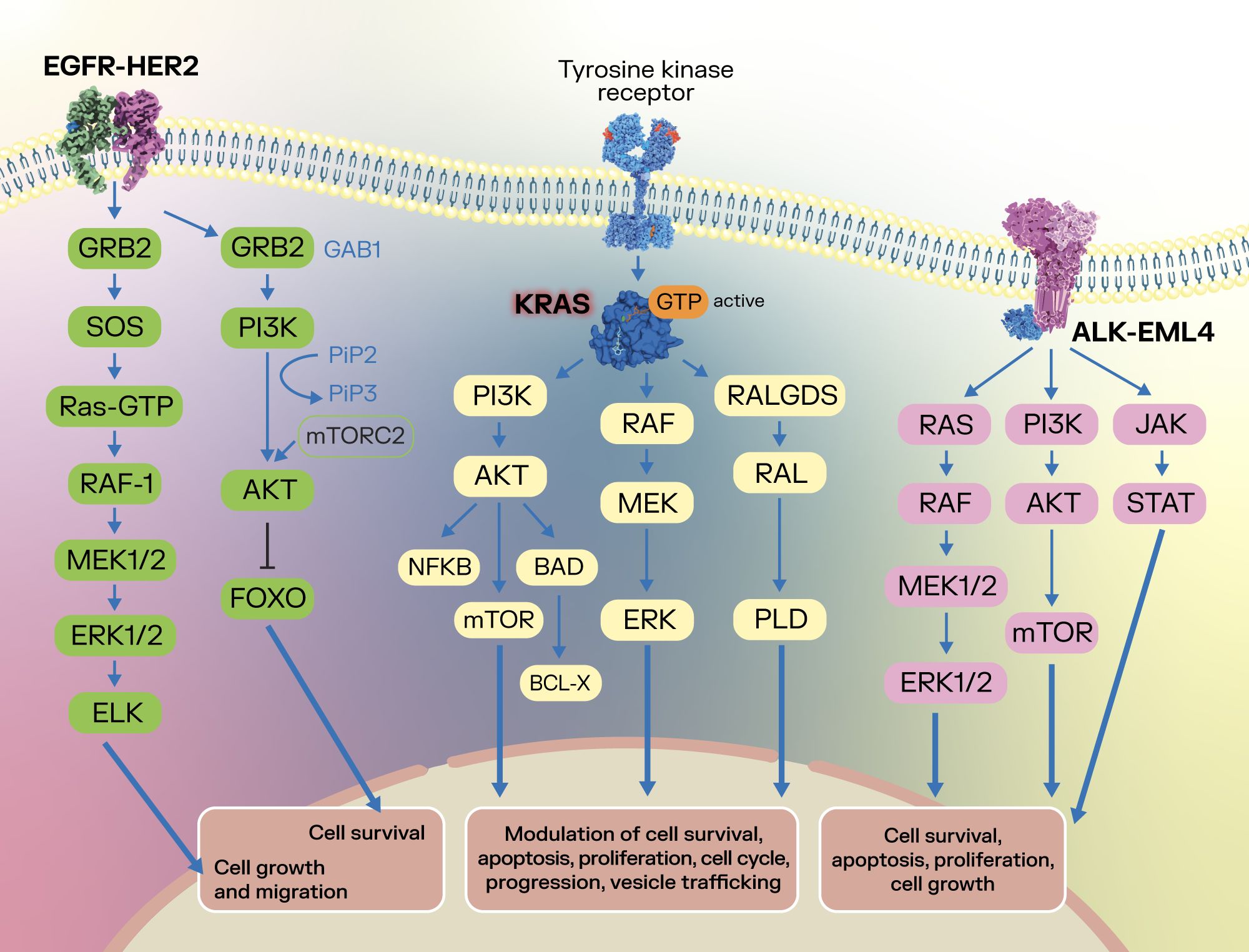 Pathway diagram illustrating the signaling cascades of EGFR-HER2, KRAS, and ALK-EML4 upon activation by a tyrosine kinase receptor. The pathways involve proteins like GRB2, PI3K, AKT, RAF, RAS, and mTOR, leading to cellular processes such as cell survival, growth, apoptosis, and proliferation. Different pathways culminate in various cellular responses, with arrows indicating the signaling flow.