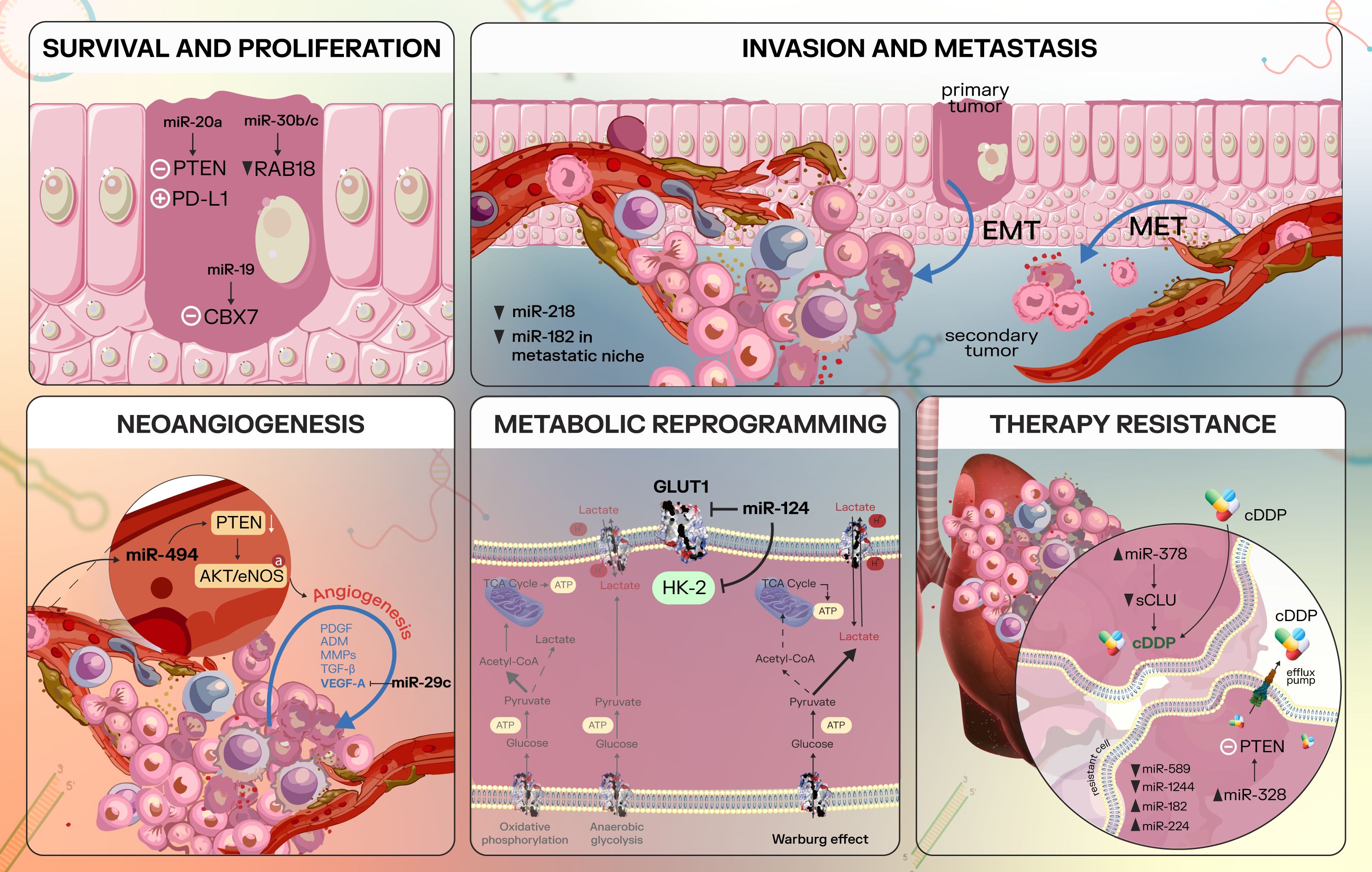 Diagram illustrating various aspects of cancer progression. Panels include âSurvival and Proliferationâ with pathways involving PTEN and PD-L1; âInvasion and Metastasisâ showing tumor spread; âNeoangiogenesisâ detailing angiogenesis processes; âMetabolic Reprogrammingâ featuring the Warburg effect and glucose metabolism; and âTherapy Resistanceâ highlighting resistance mechanisms with involvement of miR-378 and other factors.