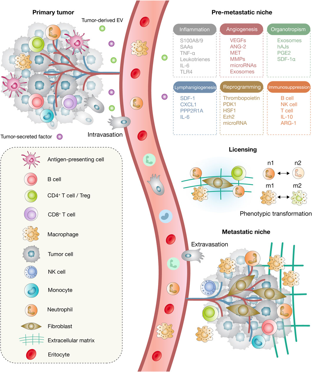Illustration of cancer metastasis pathways including a primary tumor releasing tumor-derived factors into blood vessels. Cells like antigen-presenting, B, CD4+ T, CD8+ T, macrophages, and others are involved. The pre-metastatic niche shows processes like inflammation, angiogenesis, organotropism, lymphangiogenesis, reprogramming, and immunosuppression with associated factors. Licensing indicates phenotypic transformation. The metastatic niche involves extravasation where various cells form a new tumor site.