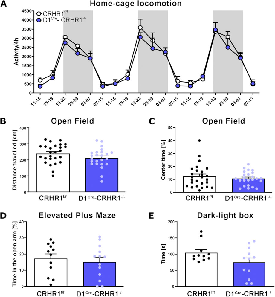 Graphical representation of behavioral assessments. Panel A shows a line graph comparing home-cage locomotion activity over time between CRHR1^f/f and D1^Cre-CRHR1^-/- mice. Panels B to E depict bar graphs comparing different behavioral tests between the two groups: B shows distance traveled in the open field, C shows center time in the open field, D shows time spent in the open arm of the elevated plus maze, and E shows time spent in the dark-light box. Each graph includes individual data points and error bars.