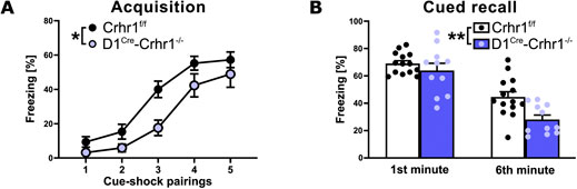 Two graphs comparing freezing behavior between two groups, Crhr1^f/f (black circles) and D1^Cre-Crhr1^-/- (blue circles). Graph A shows a line graph of freezing percentage during cue-shock pairings, indicating higher freezing in Crhr1^f/f mice. Graph B shows a bar graph for cued recall at the first and sixth minutes, showing Crhr1^f/f mice have higher freezing percentages than D1^Cre-Crhr1^-/- mice. Bars include scatter plots indicating individual data points. Statistical significance is marked with asterisks.