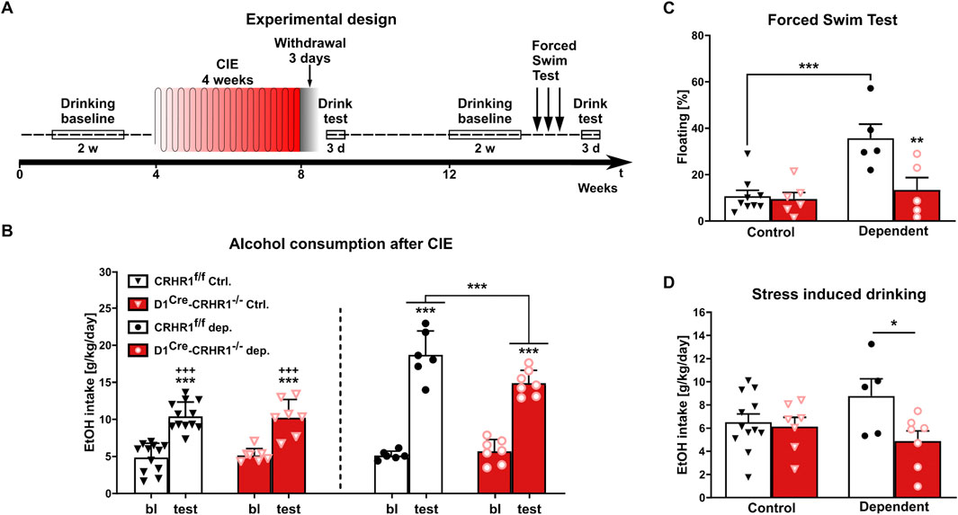 Diagram showing an experimental timeline and data on alcohol consumption and behavior in mice. Panel A details the experimental design over twelve weeks, including a baseline, chronic intermittent ethanol exposure, withdrawal, and testing phases. Panel B shows alcohol consumption post-exposure with significant increases in dependent groups. Panel C presents results from a forced swim test, indicating higher floating in dependent control mice. Panel D illustrates stress-induced drinking, with dependent mice showing more consumption in controls than knockout mice. Statistical significance is marked by asterisks.