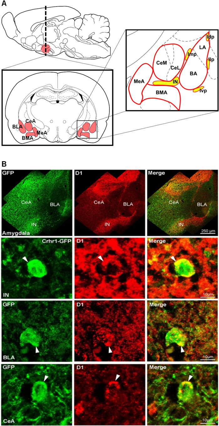 Schematic diagrams and fluorescence images showing Crhr1-GFP and D1 receptor expression in the amygdala. Panel A illustrates the amygdala location in the mouse brain and highlights subregions BLA, CeA, MeA, BMA, IN, Ivp, Idp, Imp, and Ilp. Panel B shows Crhr1-GFP (green) and D1 receptor (red) labeling, with merged images indicating colocalization (yellow). Higher magnification panels show GFP-positive neurons co-expressing D1 receptor (arrowheads).