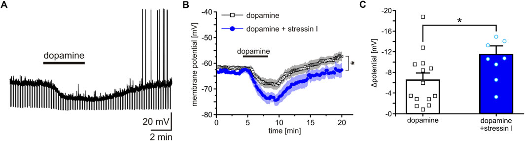 Three panels depicting the effect of dopamine and stressin I on membrane potential. Panel A is a trace showing changes with dopamine over time. Panel B shows a line graph comparing membrane potential over time for dopamine alone and combined with stressin I, indicating a significant difference. Panel C is a bar chart showing greater changes in potential with dopamine combined with stressin I compared to dopamine alone.