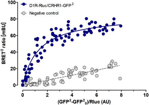 Scatter plot showing BRET² ratio versus GFP²-GFP²₀/Rluc. Blue circles represent D1R-Rluc/CRHR1-GFP², fitting a curved trend line. Gray circles depict the negative control, following a linear trend.