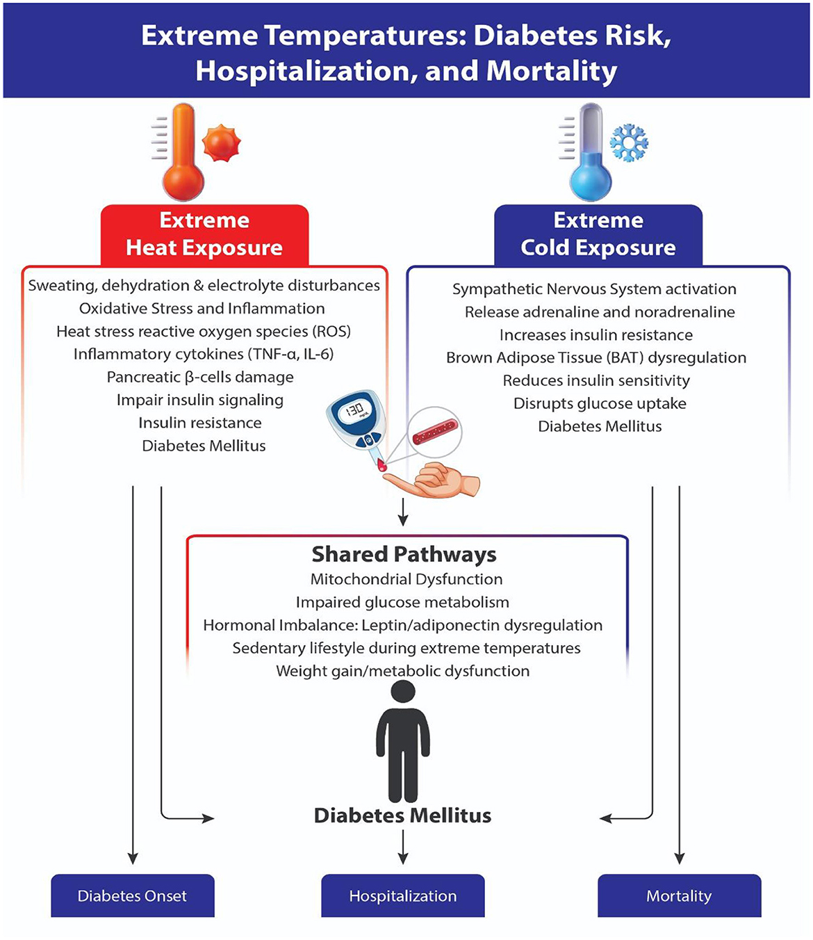 Diagram titled “Extreme Temperatures: Diabetes Risk, Hospitalization, and Mortality” showing two columns: “Extreme Heat Exposure” and “Extreme Cold Exposure.” Heat causes sweating, dehydration, oxidative stress, and inflammatory cytokines leading to diabetes mellitus. Cold leads to nervous system activation, insulin resistance, and disrupted glucose uptake, also leading to diabetes. Both paths converge with shared pathways like mitochondrial dysfunction and metabolic issues. This results in diabetes mellitus, potentially leading to diabetes onset, hospitalization, and mortality.