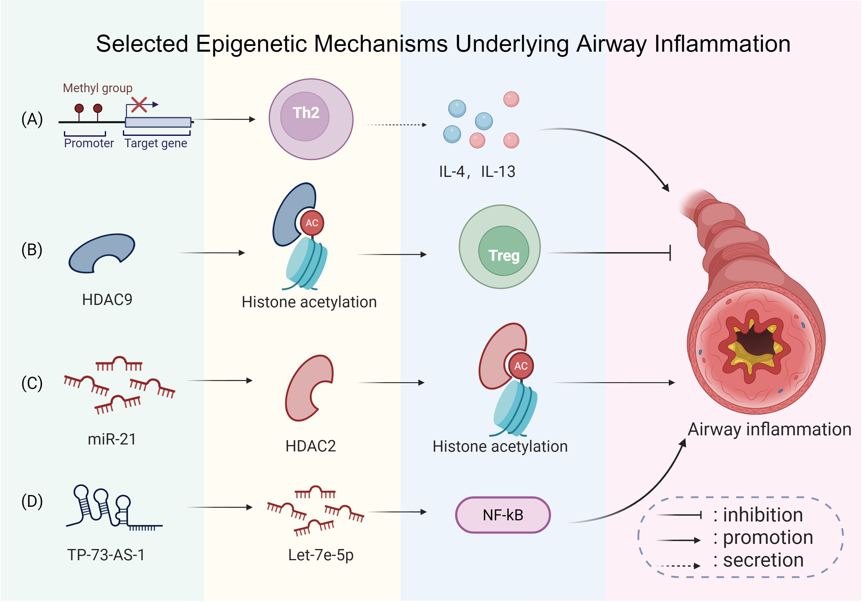 Diagram illustrating epigenetic mechanisms involved in airway inflammation. Sections (A) to (D) depict interactions like methyl group suppression, histone acetylation via HDAC9 and HDAC2, and miRNA effects on pathways, leading to Th2 cell differentiation, Treg cell involvement, IL-4 and IL-13 secretion, and activation of NF-kB. Arrows indicate inhibition, promotion, or secretion, culminating in airway inflammation.
