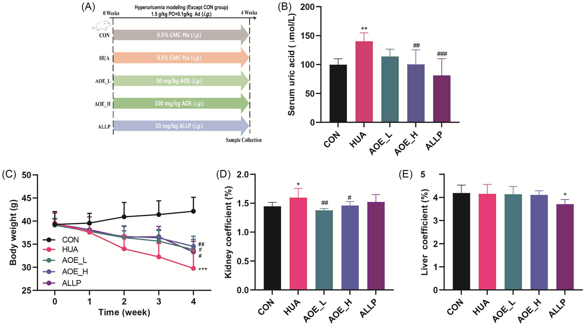 Five panels display experimental data on hyperuricemia modeling in mice. (A) Diagram showing five treatment groups over four weeks: CON, HUA, AOE_L, AOE_H, ALLP. (B) Bar chart of serum uric acid levels, highest in HUA. (C) Line graph of body weight change, with significant weight loss in HUA. (D) Bar chart of the kidney coefficient, slightly higher in HUA. (E) Bar chart of liver coefficient, all groups similar except a slight decrease in ALLP. Statistical significance indicated with asterisks and hashes.