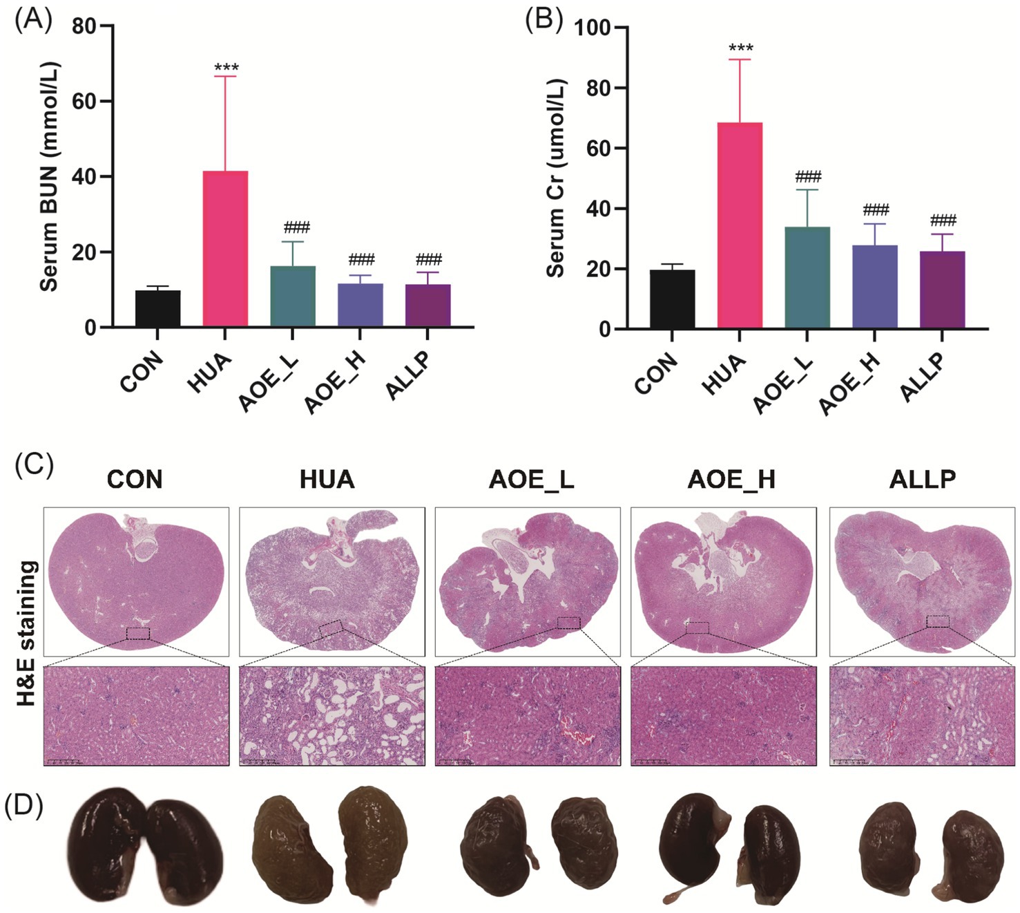 Bar charts (A) and (B) display serum BUN and Cr levels, respectively, across groups: CON, HUA, AOE_L, AOE_H, and ALLP. Chart (A) shows a significant increase in the HUA group. Histological images (C) show kidney sections with varying staining patterns. Image (D) shows physical kidney samples from each group, illustrating color and texture differences.