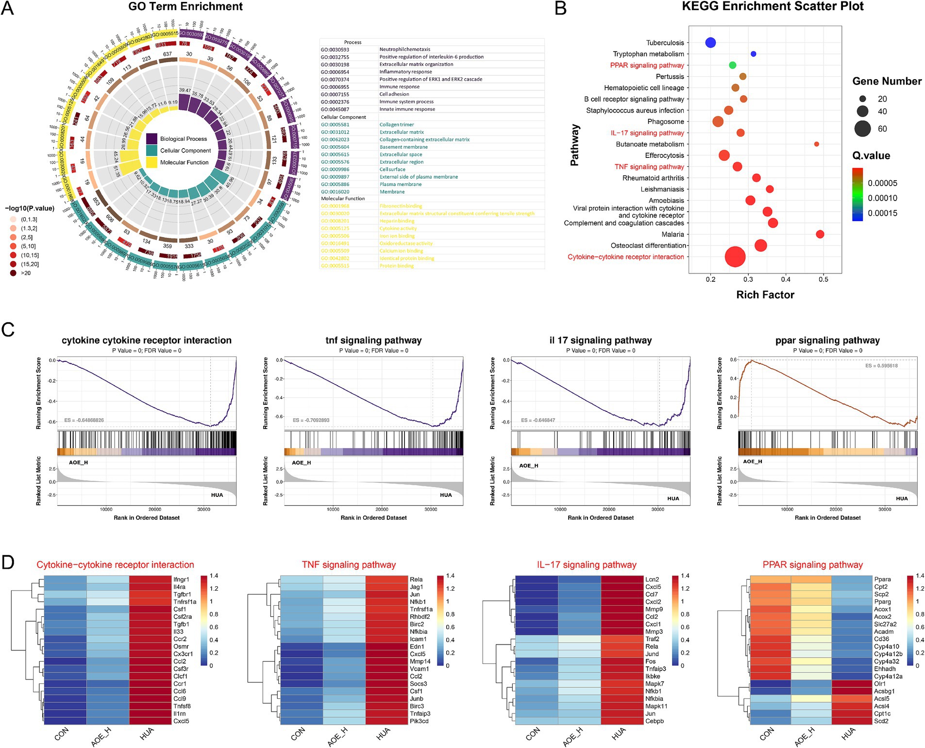 Data visualization composed of four panels illustrating gene enrichment and expression. Panel A shows a circle plot of GO term enrichment, highlighting biological processes, cellular components, and molecular functions with different colors. Panel B features a KEGG enrichment scatter plot, indicating the rich factor, gene number, and Q value sizes for pathways like PPAR and TNF signaling. Panel C presents line graphs assessing rank and enrichment scores for pathways including cytokine receptor interaction and TNF signaling. Panel D contains heatmaps of gene expression in pathways, contrasting conditions labeled as CDN, AOE_H, and HUA.
