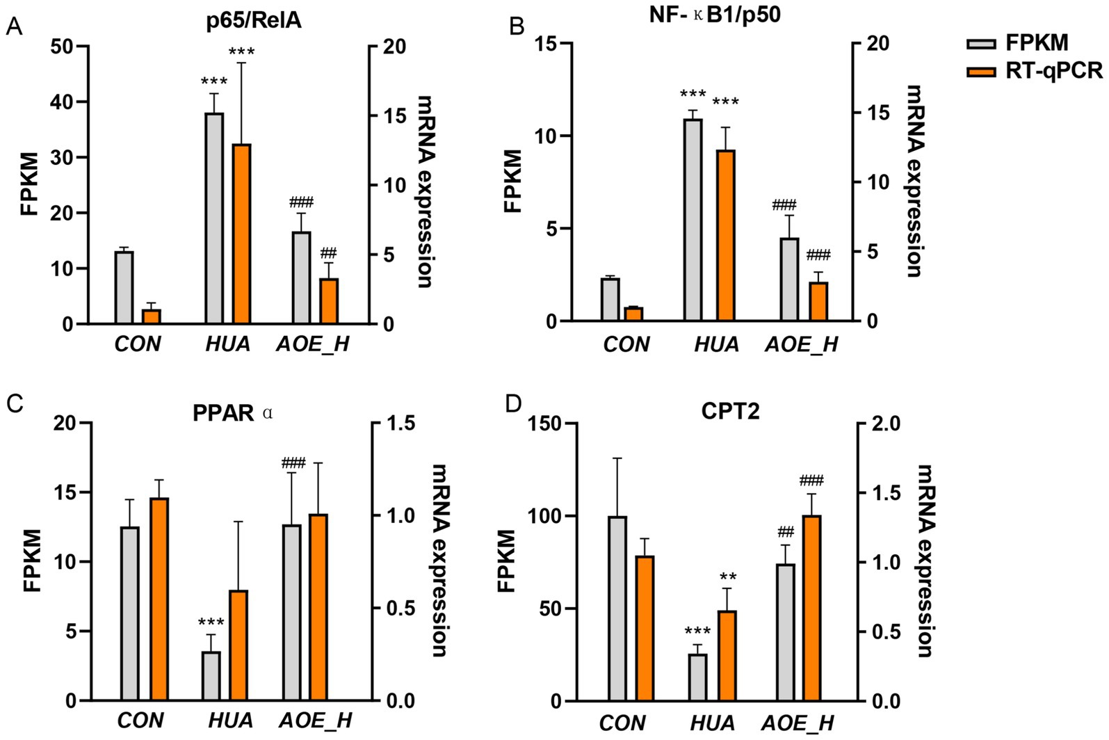 Bar graphs comparing mRNA expression levels (RT-qPCR in orange, FPKM in gray) of p65/RelA, NF-κB1/p50, PPARα, and CPT2 across CON, HUA, and AOE_H groups. Significant differences are marked with asterisks and hashes, indicating various levels of statistical significance. CON generally shows lower expression, while HUA is notably higher in p65/RelA and NF-κB1/p50. AOE_H shows reduced expression in certain bars, with varying patterns across the graphs.