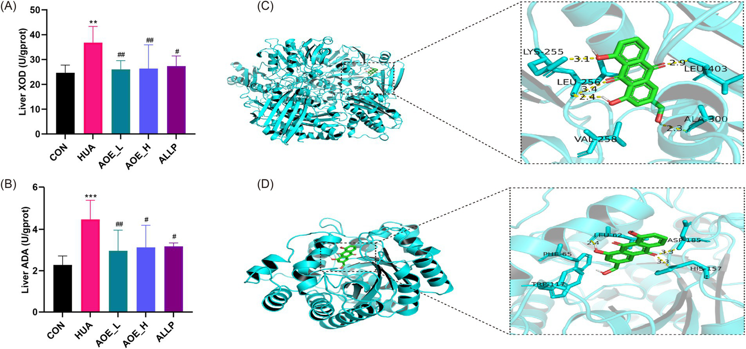 Bar graphs (A and B) compare liver XOD and ADA enzyme levels in different conditions: CON, HUA, AOE_L, AOE_H, and ALLP. Graphs show significant differences marked by symbols. Panels (C and D) depict molecular structures with highlighted interaction sites, showing detailed binding interactions in close-ups.