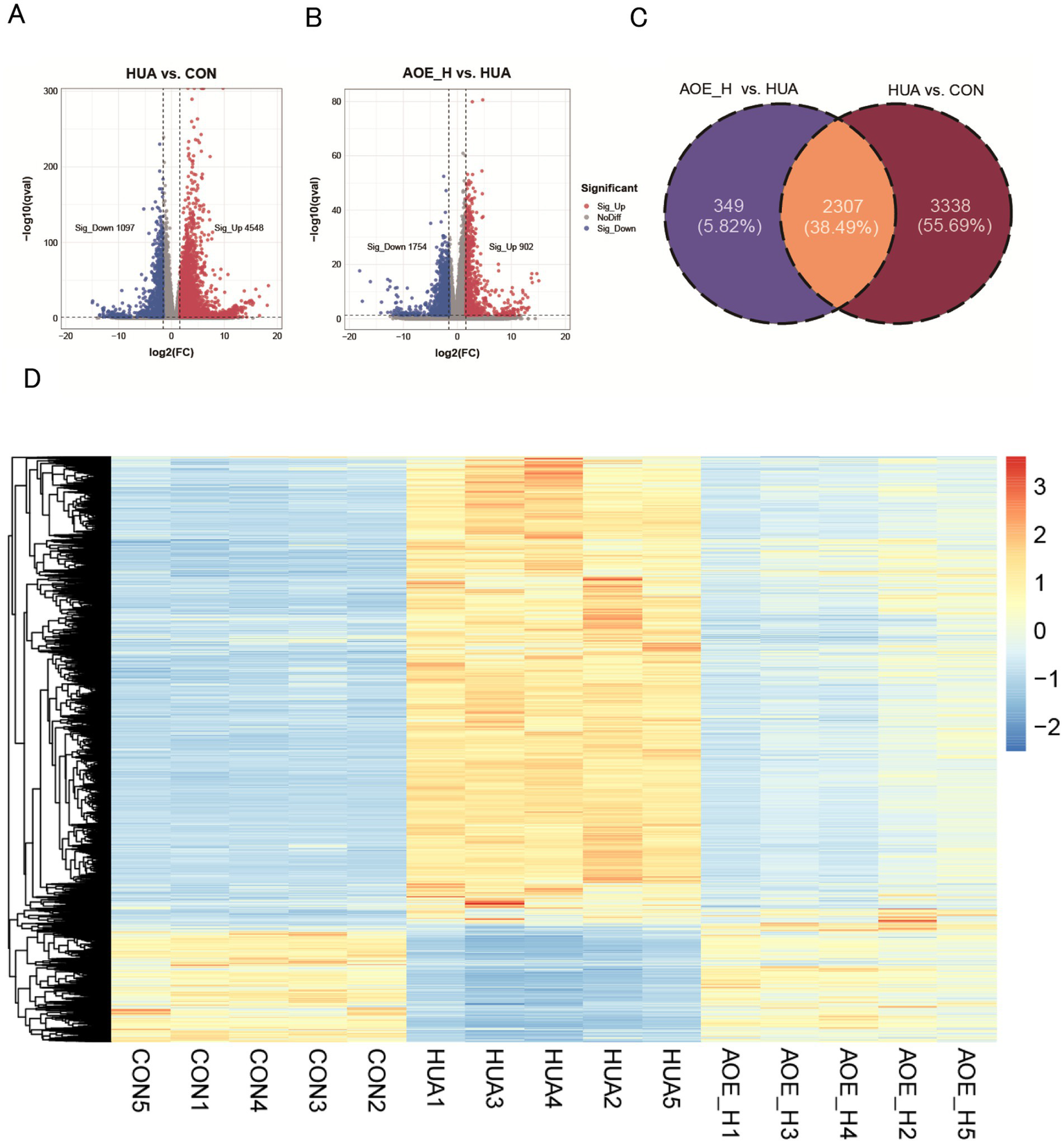 Experimental data visualization includes four panels: A and B show volcano plots comparing gene expression between groups HUA vs. CON and AOE_H vs. HUA, indicating significant upregulated and downregulated genes. C presents a Venn diagram highlighting common and unique significant genes between comparisons. D displays a heatmap with hierarchical clustering showing gene expression levels across samples from CON, HUA, and AOE_H groups, with colors ranging from blue to red representing expression levels.