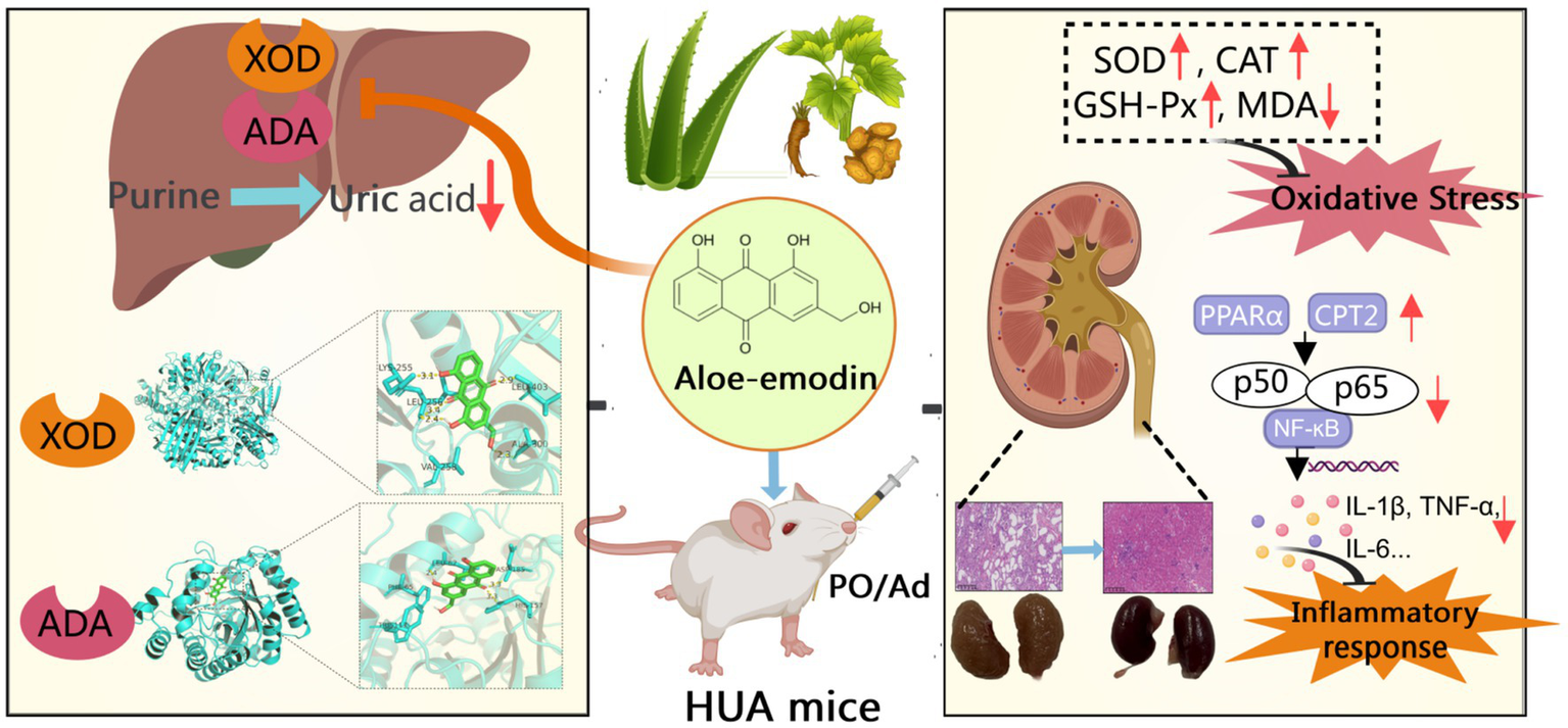 Diagram illustrating the biochemical effects of aloe-emodin on uric acid levels and oxidative stress in HUA mice. The liver processes purines into uric acid via XOD and ADA enzymes. Aloe-emodin affects oxidative stress markers and inflammatory pathways, as depicted with molecular structures and experimental mice injections. Various biological pathways are labeled, detailing enzyme interactions and inflammation responses, highlighted by molecular models and plant images.
