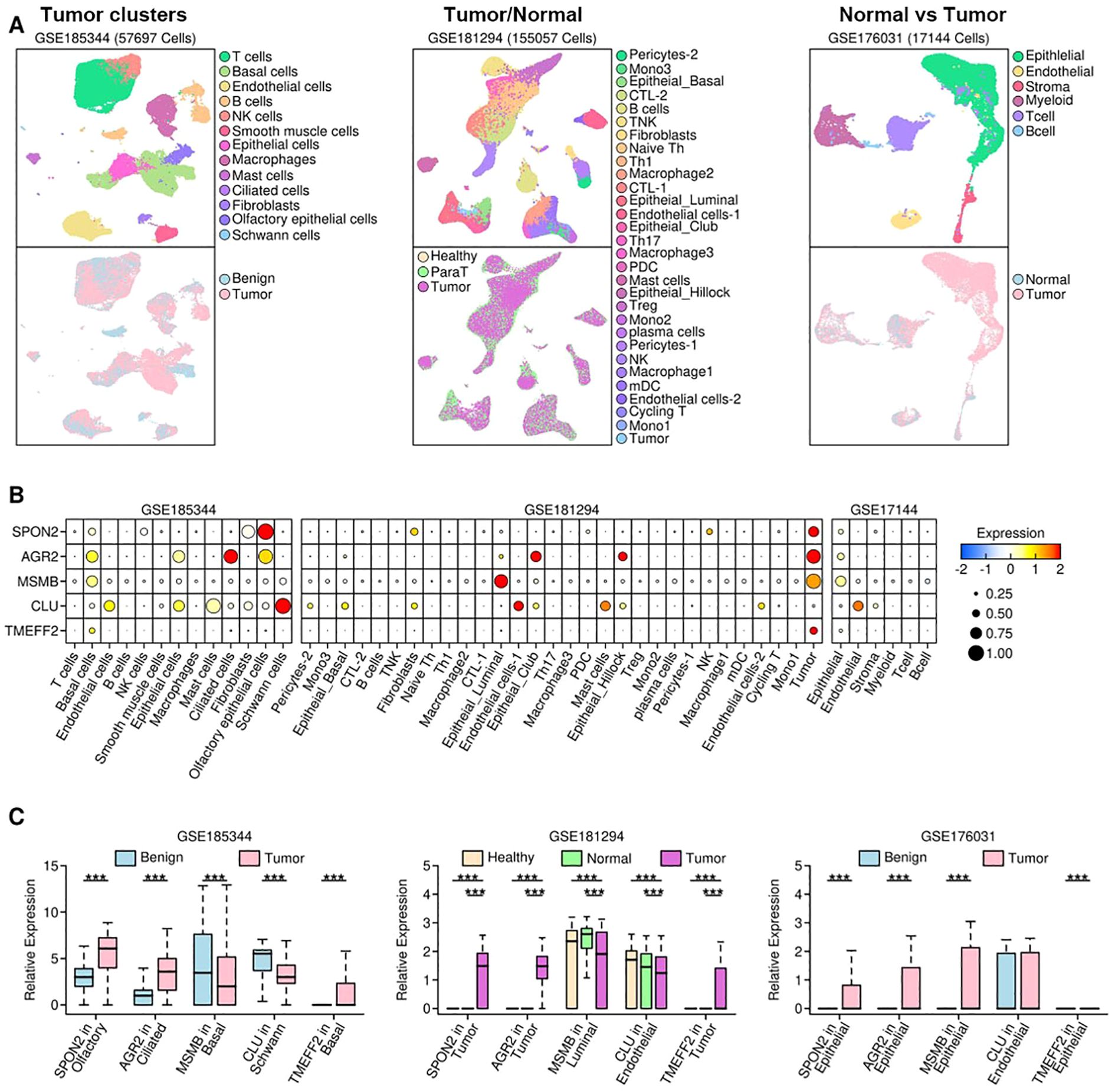 Panel A presents three scatter plots depicting cell clustering and differentiation in tumor, normal, and combined conditions, highlighting various cell types. Panel B is a dot plot displaying gene expression levels across different datasets and cell types. Panel C shows three bar graphs comparing relative expression of select genes between benign and tumor samples, with statistical significance indicated.