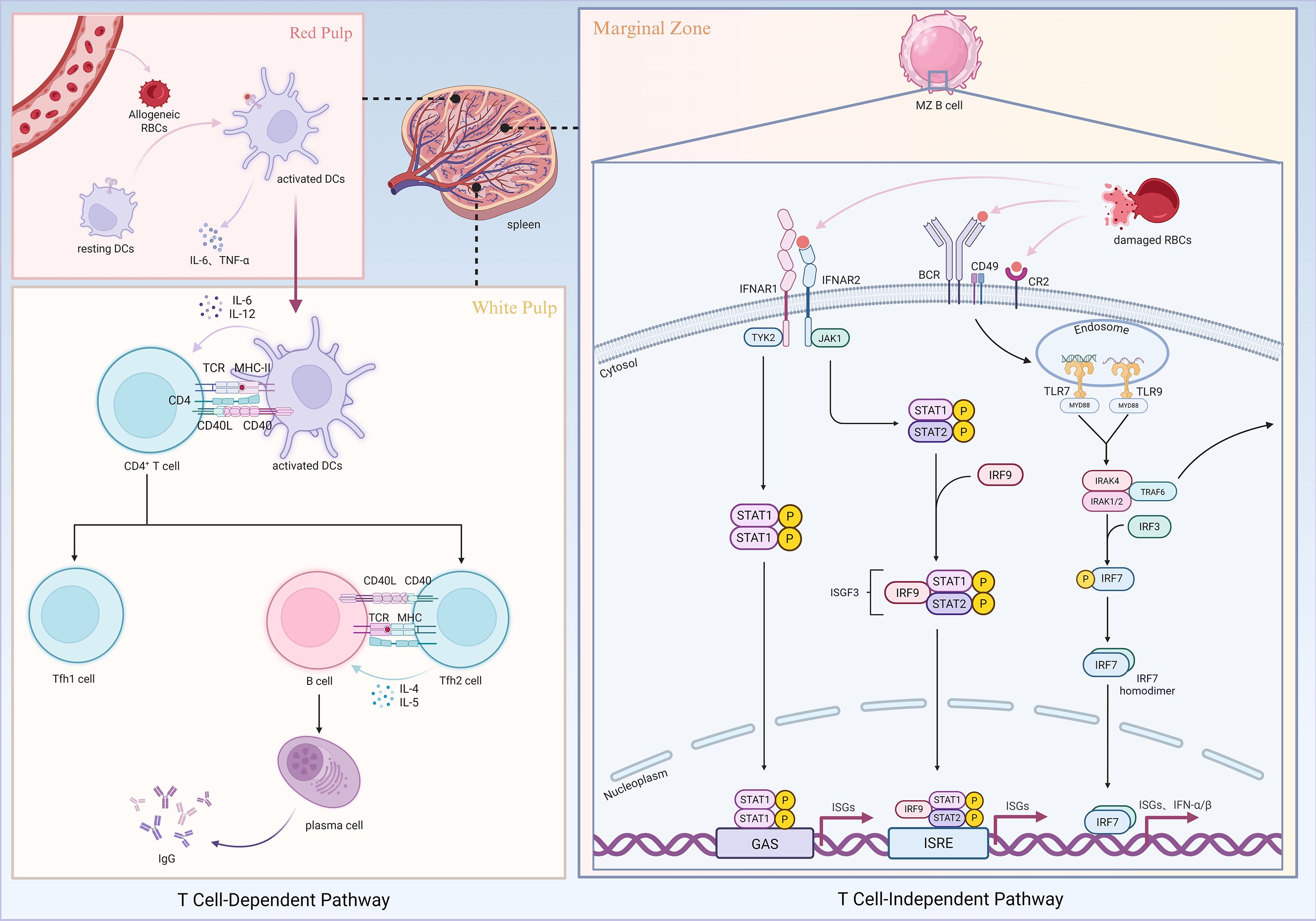 Diagram illustrating pathways of the immune response in the spleen, featuring red pulp and white pulp mechanisms. Left panel: T-Cell-Dependent Pathway shows interactions between dendritic cells (DCs), CD4 T cells, Tfh cells, B cells, and plasma cells producing immunoglobulin G (IgG). Right panel: T-Cell-Independent Pathway displays the activation of marginal zone B cells responding to damaged red blood cells, with detailed intracellular signaling involving receptors like IFNAR and molecules such as TYK2, JAK1, STAT1, and IRF7, leading to interferon-stimulated genes (ISGs) response.