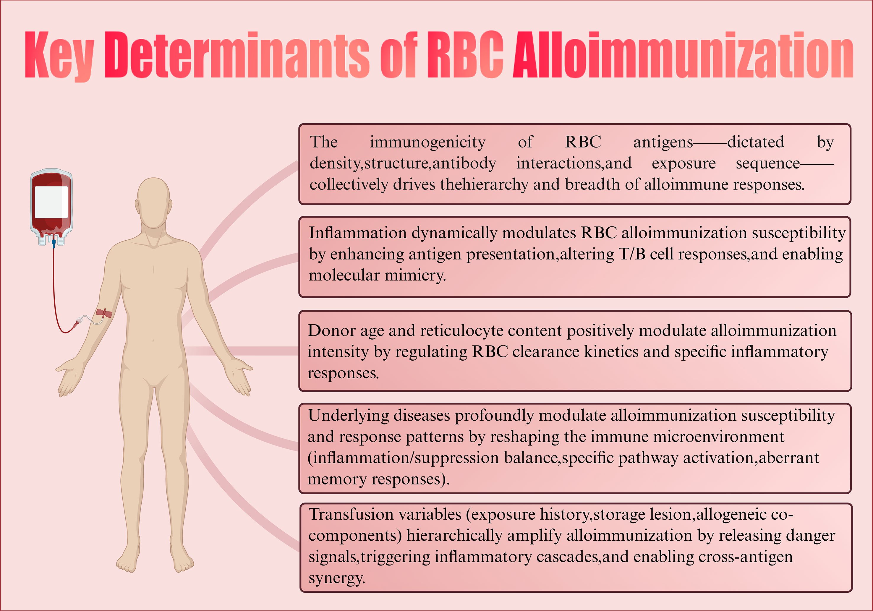 Graphic titled “Key Determinants of RBC Alloimmunization” with an illustration of a human body receiving a blood transfusion. It lists factors influencing red blood cell alloimmunization: immunogenicity of RBC antigens, inflammation, donor age and reticulocyte content, underlying diseases, and transfusion variables. Each factor is detailed in separate text boxes explaining their impact on alloimmunization susceptibility and response.