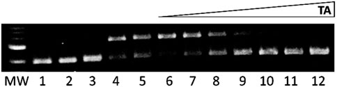 Gel electrophoresis image showing bands in lanes labeled MW (molecular weight marker) and 1 to 12. The damaged DNA band intensity decreases and the undamaged DNA band intensity increases from lanes 4 to 12, corresponding to an increase in TA concentration.
