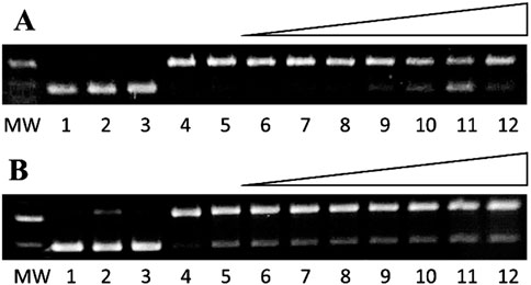 Two panels labeled A and B show DNA gel electrophoresis results with lane MW as the molecular weight marker lane followed by lanes numbered 1 to 12. DNA bands in panel A show that ebselen decreases copper-mediated DNA damage at high concentrations (50 to 400 micromolar). DNA bands in panel B show that ebselen has no effect on iron-mediated DNA damage at any concentration (1 to 400 micromolar).