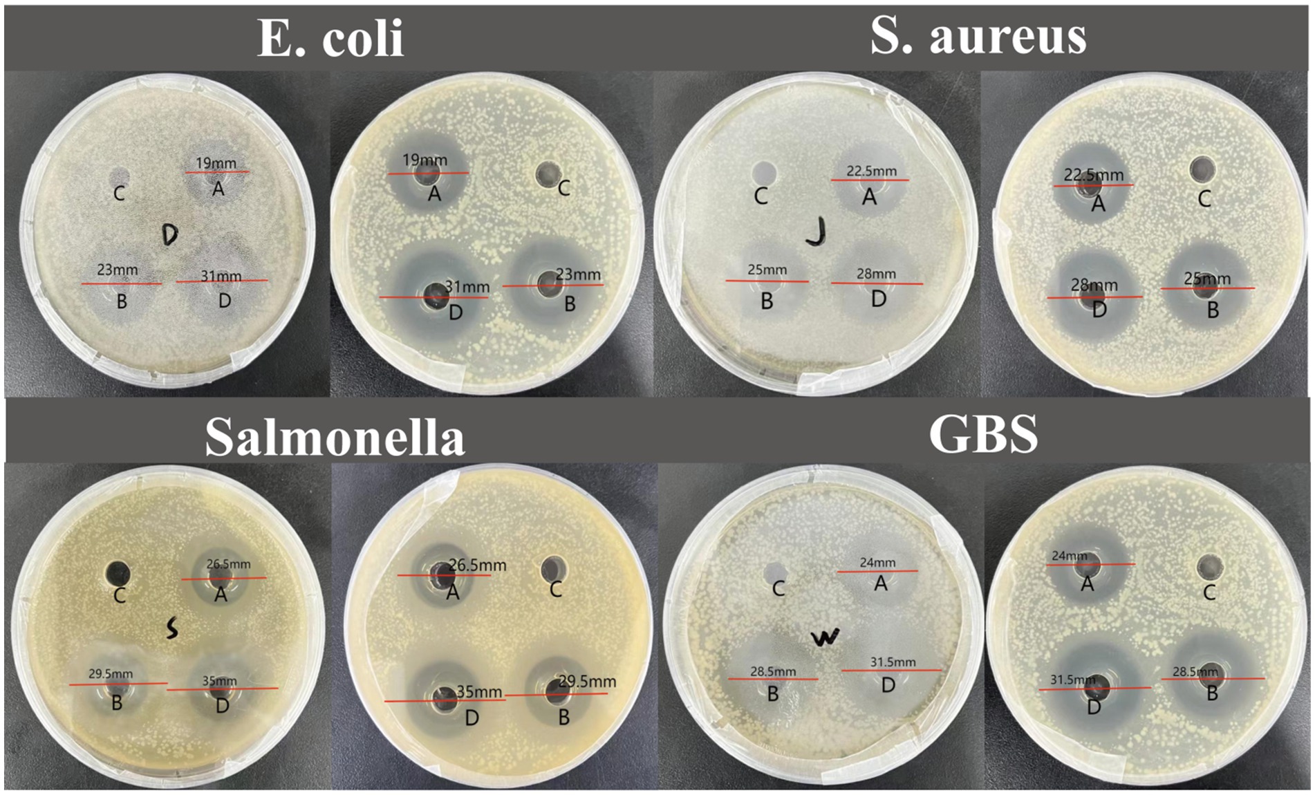 Petri dishes displaying bacterial growth inhibition zones. Top row: E. coli with diameters of 19 mm, 23 mm, 31 mm; S. aureus with 22.5 mm, 25 mm, 28 mm. Bottom row: Salmonella with 26.5 mm, 29.5 mm, 35 mm; GBS with 24 mm, 28.5 mm, 31.5 mm. Each dish shows labels A, B, C, D.
