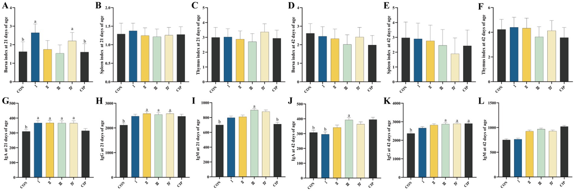 Bar graphs display various health indices measured at twenty-one and forty-two days of age, including Bursa, Spleen, and Thymus indices, as well as IgA, IgG, and IgM levels. Each graph compares six groups: CON, I, II, III, IV, and CIP, with statistical significance marked by letters. The indices and antibody levels vary by group and time point.