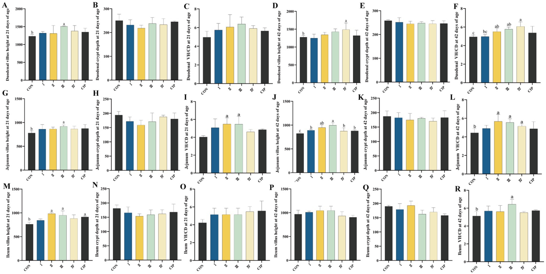 Bar graphs A to R show measurements of intestinal features at different ages and conditions, including duodenal, jejunum, and ileum villus height, crypt depth, and villus height to crypt depth ratios. Measurements are taken at 21 and 42 days of age, with groups labeled CON, I, II, III, IV, CIP. Statistical significance is indicated by different letters above bars.