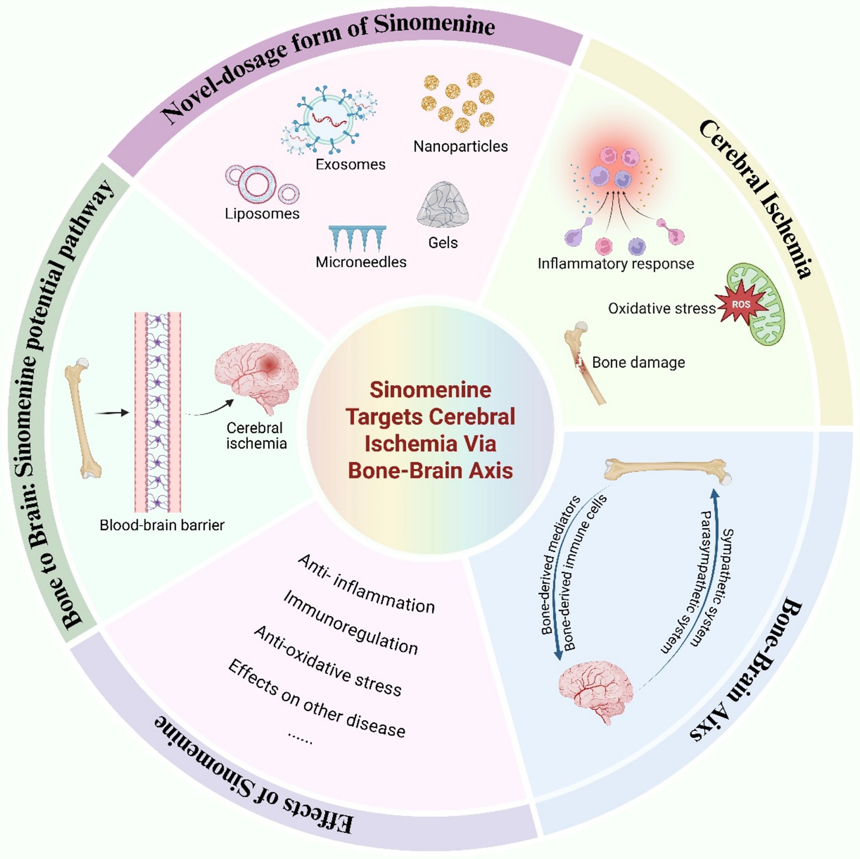 Diagram illustrating how Sinomenine targets cerebral ischemia via the bone-brain axis. It includes novel dosage forms like exosomes and nanoparticles, and highlights cerebral ischemia factors such as inflammation and oxidative stress. The bone-brain axis involves bone-derived mediators and immune cells, impacting functions like anti-inflammation and antioxidative stress.