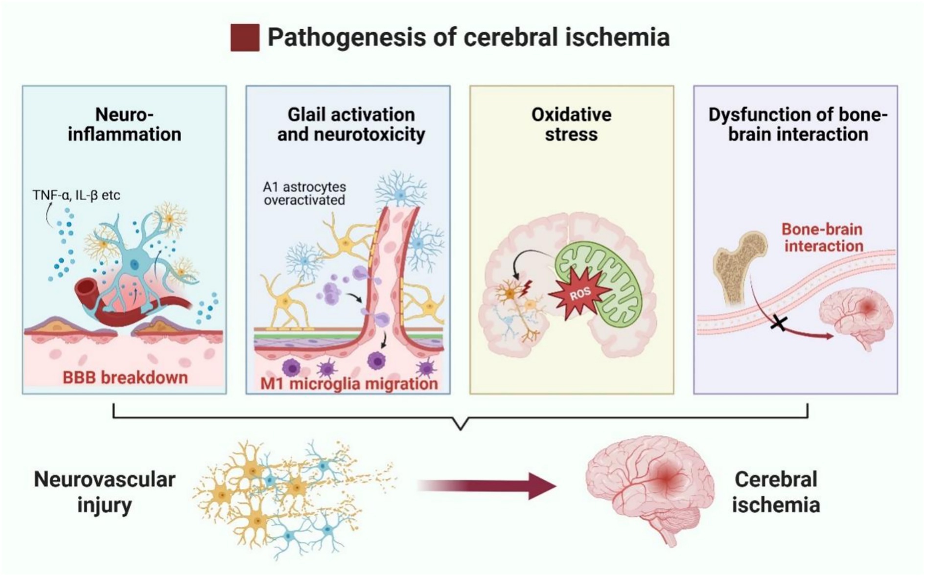 Pathogenesis of cerebral ischemia is illustrated in four stages: neuro-inflammation with blood-brain barrier breakdown, glial activation causing neurotoxicity, oxidative stress with reactive oxygen species, and dysfunction of bone-brain interaction. These processes contribute to neurovascular injury, leading to cerebral ischemia.