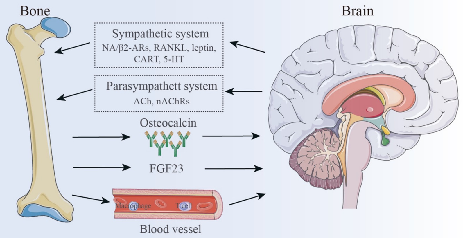 Diagram showing interactions between bone, brain, and blood vessels. Arrows indicate connections. The sympathetic system involves NA/β2-ARs, RANKL, leptin, CART, 5-HT. The parasympathetic system includes ACh and nAChRs. Bone produces osteocalcin and FGF23. Blood vessels contain macrophages and T cells.