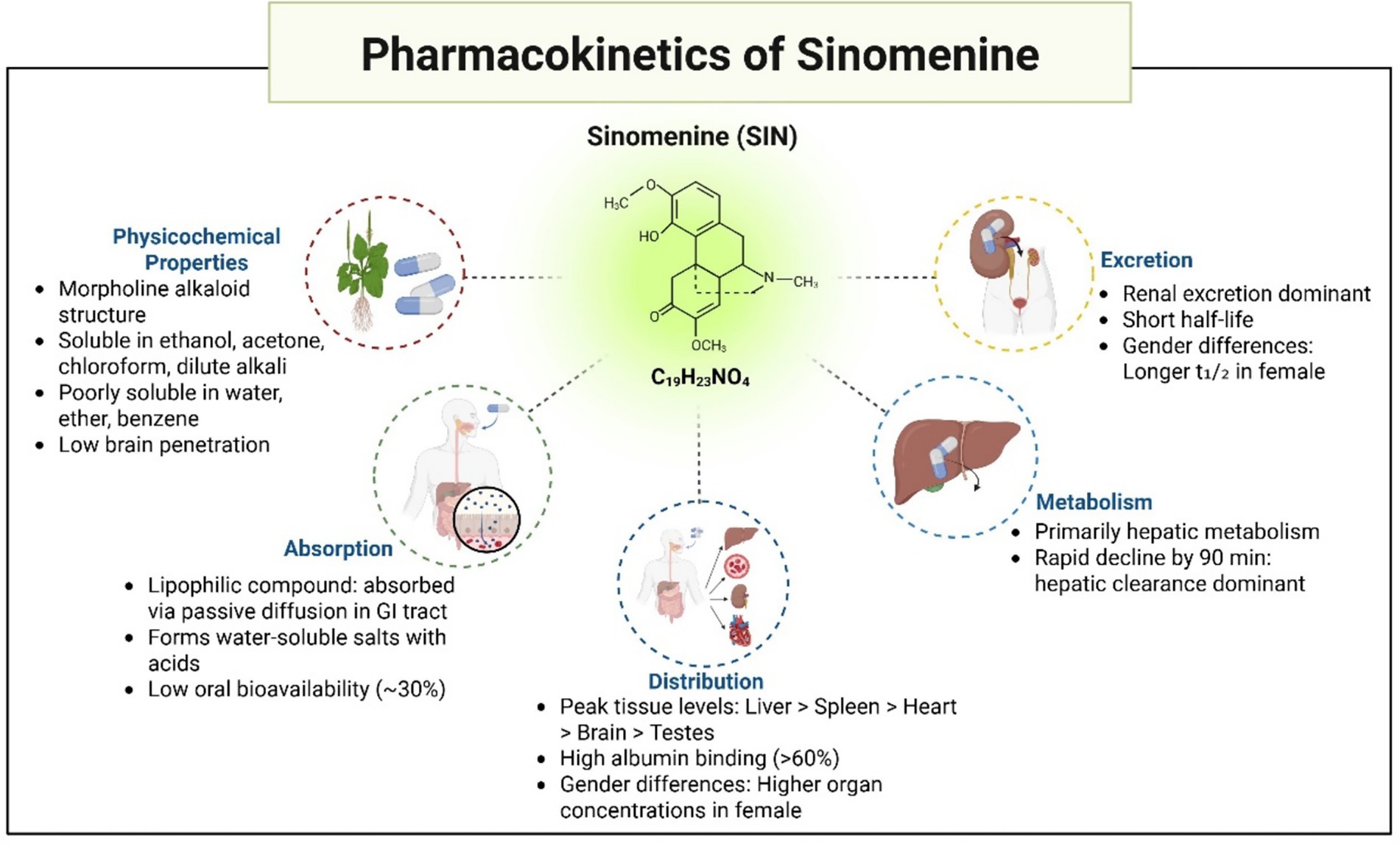 Diagram detailing the pharmacokinetics of sinomenine (SIN) with its chemical structure C19H23NO4. Sections include physicochemical properties, absorption, distribution, metabolism, and excretion. Physicochemical properties: morpholine alkaloid structure, solubility in various solvents, low water solubility, and low brain penetration. Absorption: lipophilic compound, GI tract diffusion, low oral bioavailability. Distribution: peak tissue levels in liver, spleen, heart, and others; high albumin binding; gender differences in concentration. Metabolism: primarily hepatic, rapid decline in ninety minutes. Excretion: renal dominant, short half-life, gender differences in half-life.