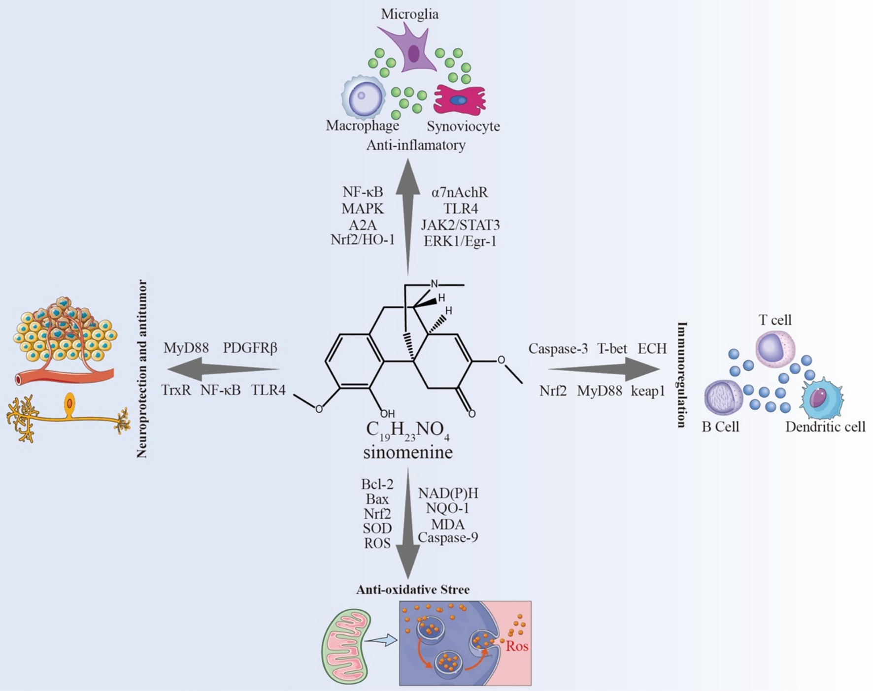Diagram illustrating the multiple biological effects of sinomenine. It highlights its neuroprotection and antitumor properties via pathways like MyD88 and PDGFRβ, anti-inflammatory effects through NF-κB and MAPK pathways, antioxidative stress response involving Bcl-2 and ROS, and immunoregulation affecting T cells, B cells, and dendritic cells. Chemical structure of sinomenine is central, connected to various cellular processes and pathways.