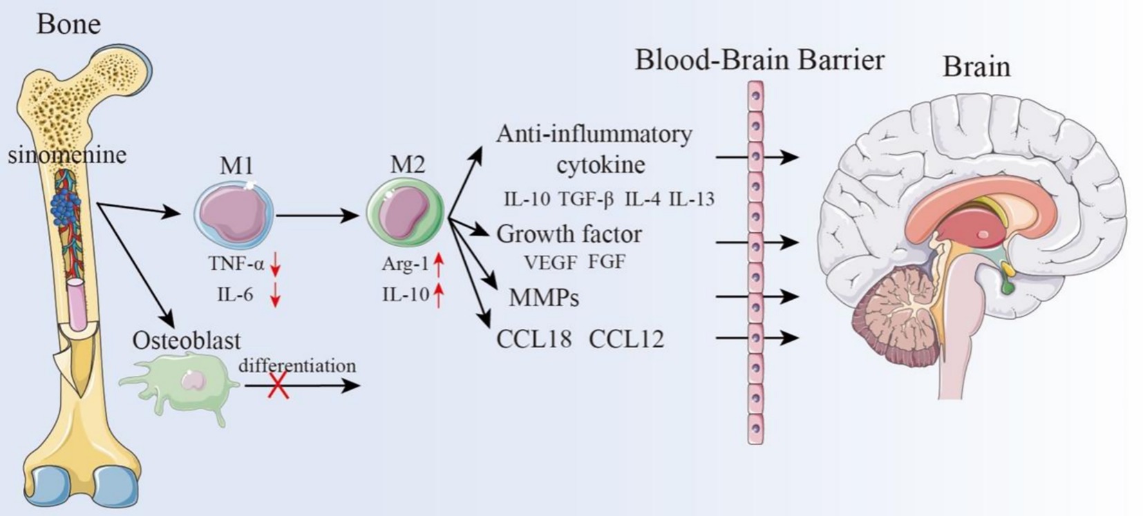 Diagram illustrating the interaction between sinomenine in bone and various biological pathways. Sinomenine affects M1 and M2 cells, promoting factors like Arg-1 and IL-10. This influences osteoblast differentiation, which is inhibited, and promotes anti-inflammatory cytokines, growth factors, MMPs, and chemokines (CCL18, CCL12) crossing the blood-brain barrier into the brain.