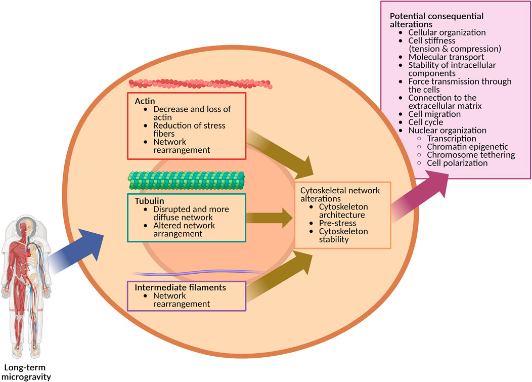 Diagram showing the effects of long-term microgravity on cytoskeletal networks. It details alterations in actin, tubulin, and intermediate filaments, leading to changes in cytoskeletal architecture, pre-stress, and stability. Consequential cellular alterations include effects on cell stiffness, molecular transport, and cellular organization. A human figure represents the context of microgravity exposure.