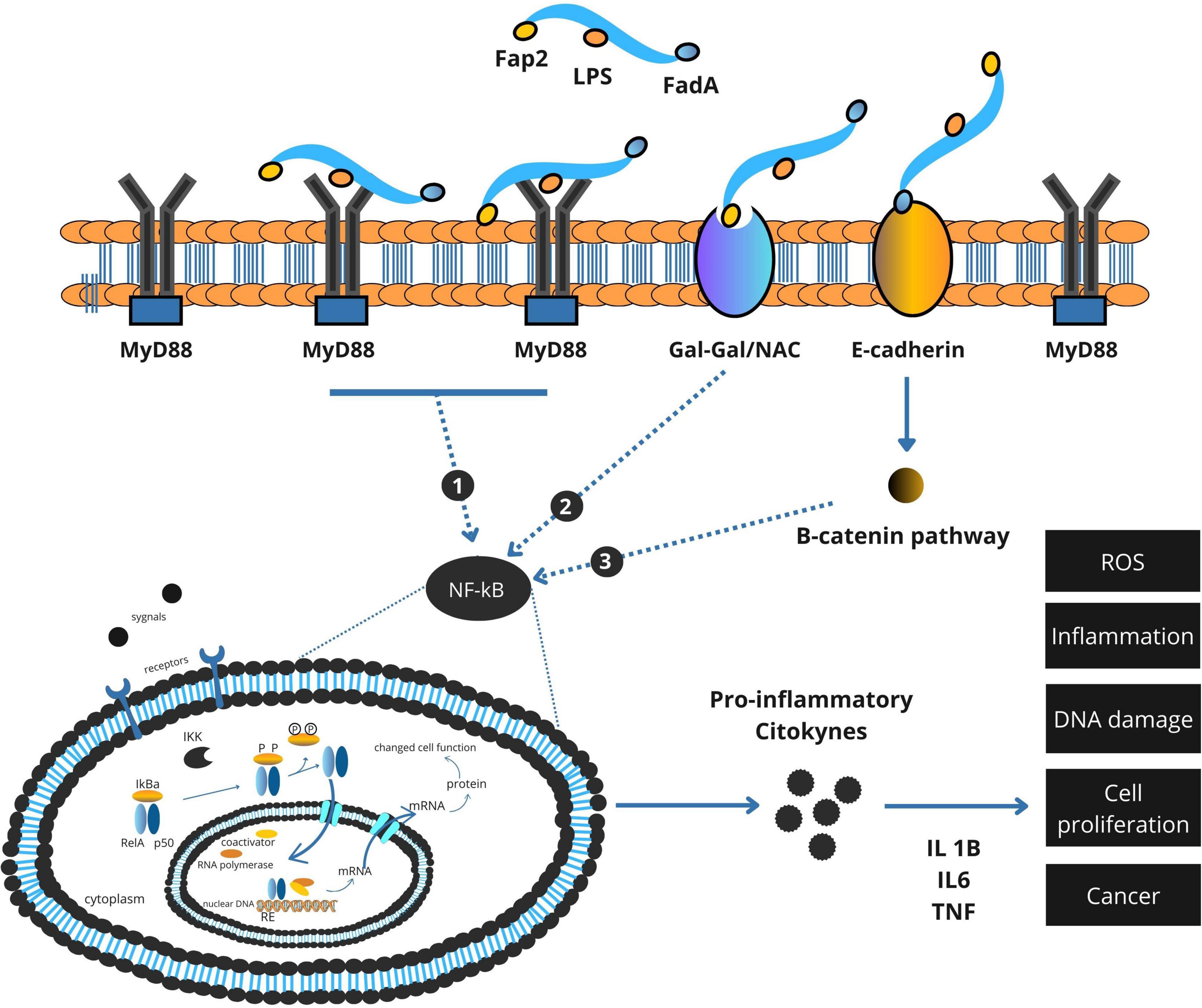 Integrated model of Fusobacterium nucleatum virulence factor–mediated activation of NF-κB and β-catenin signaling in colorectal cancer. F. nucleatum virulence factors FadA, Fap2, and LPS interact with host receptors including E-cadherin, Gal-GalNAc, and TLR/MyD88 complexes. These interactions activate NF-κB and β-catenin pathways, inducing expression of IL-1β, IL-6, and TNF. Sustained NF-κB activity enhances ROS generation, inflammation, DNA damage, and cell proliferation, creating a tumor-promoting environment that facilitates colorectal cancer progression.