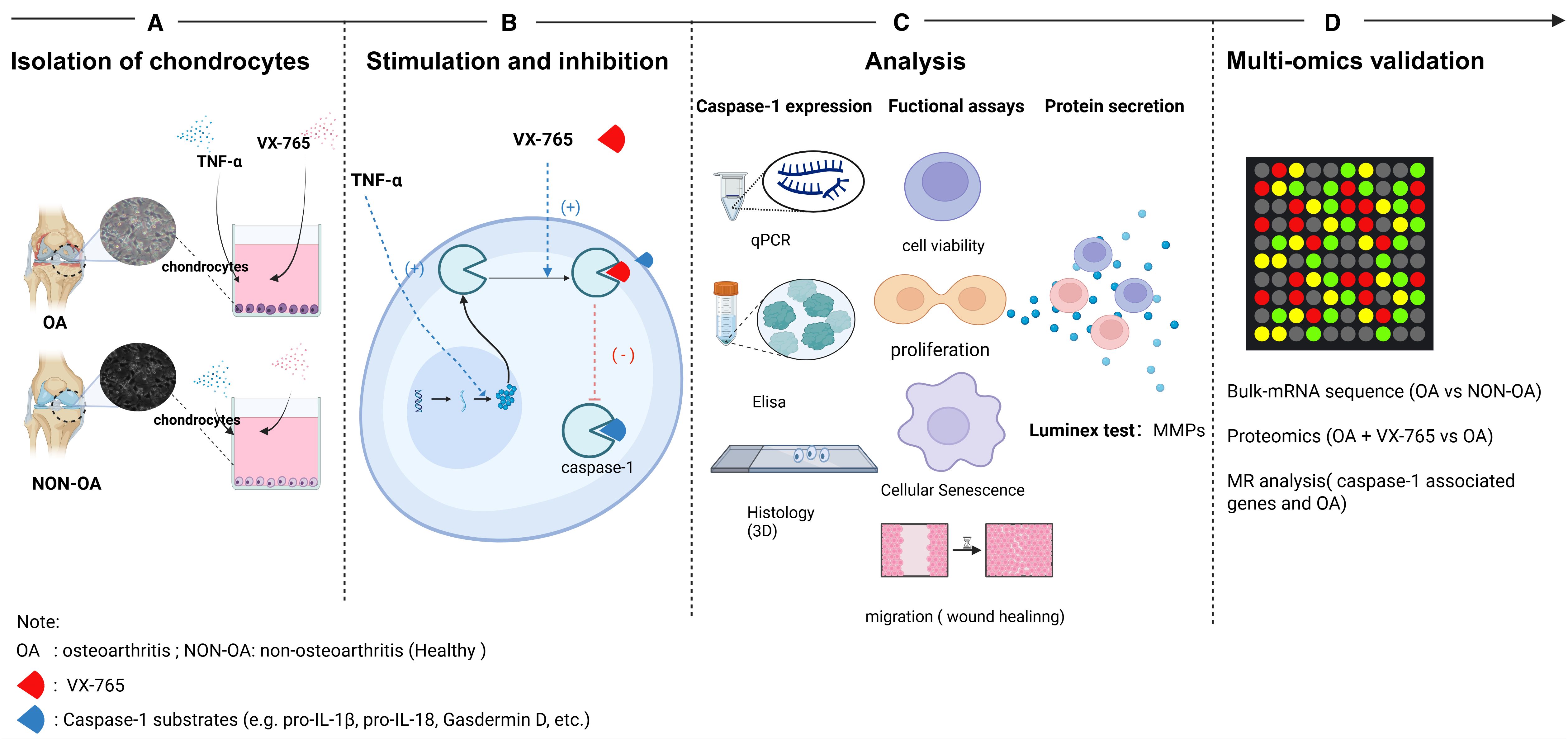 Diagram illustrating a four-step research process: 1) Isolation of chondrocytes from osteoarthritis (OA) and non-OA tissue. 2) Stimulation with TNF-α and inhibition with VX-765 affecting caspase-1. 3) Analysis includes measuring caspase-1 expression, cell viability, proliferation, protein secretion (Luminex test for MMPs), Elisa, histology, senescence, and migration assays. 4) Multi-omics validation involves bulk-mRNA sequencing, proteomics, and MR analysis with a heatmap.