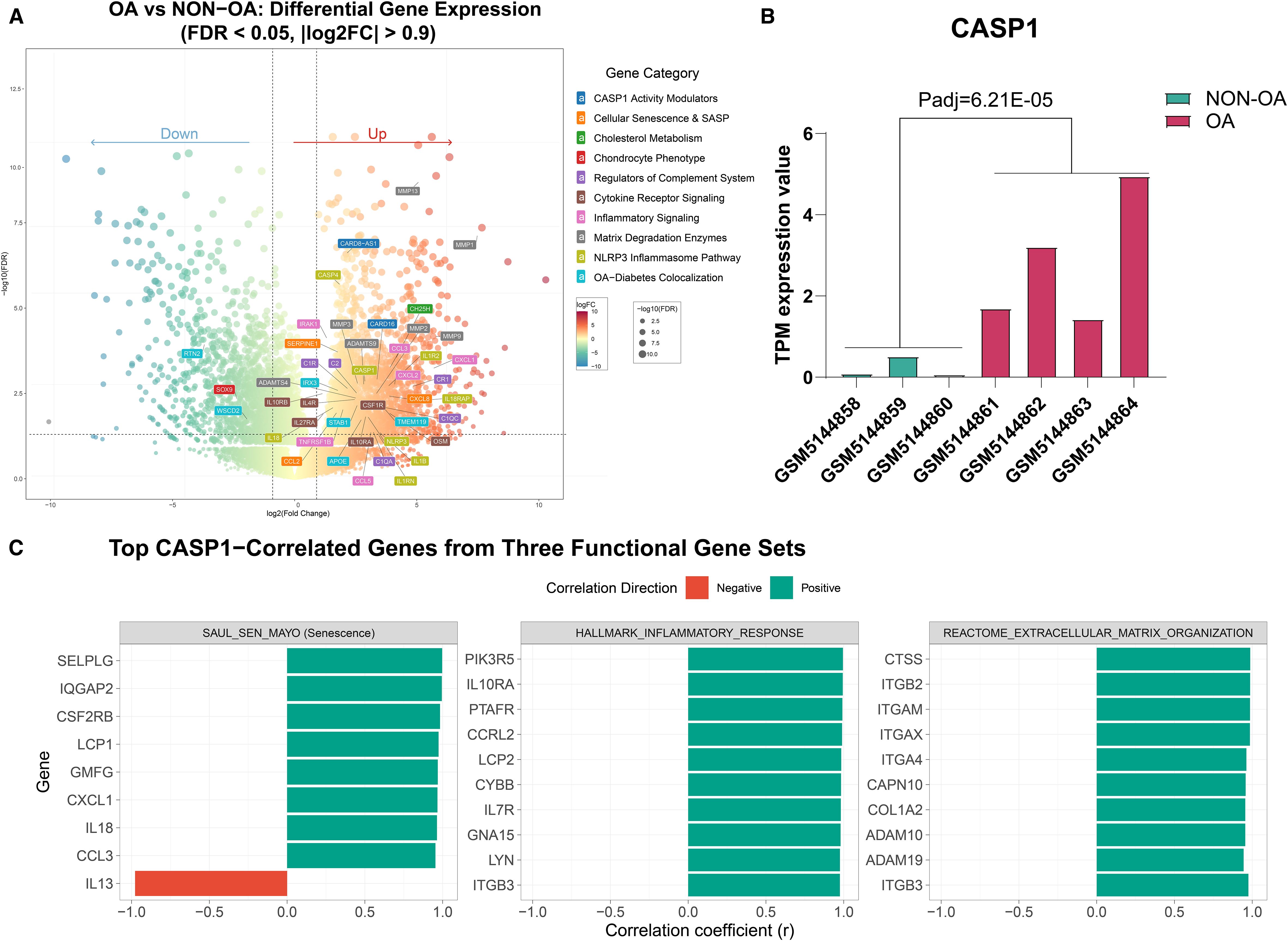 A set of three data visualizations: A) A scatter plot comparing differential gene expression in OA versus Non-OA samples shows gene categories like CASP1 Activity Modulators and Chondrocyte Phenotype with a color-coded legend. B) A bar graph presenting CASP1 expression levels, indicating higher expression in OA samples compared to Non-OA, with significant p-value notation. C) Three bar graphs show top CASP1-correlated genes in three functional gene sets, highlighting positive and negative correlations with gene names listed.