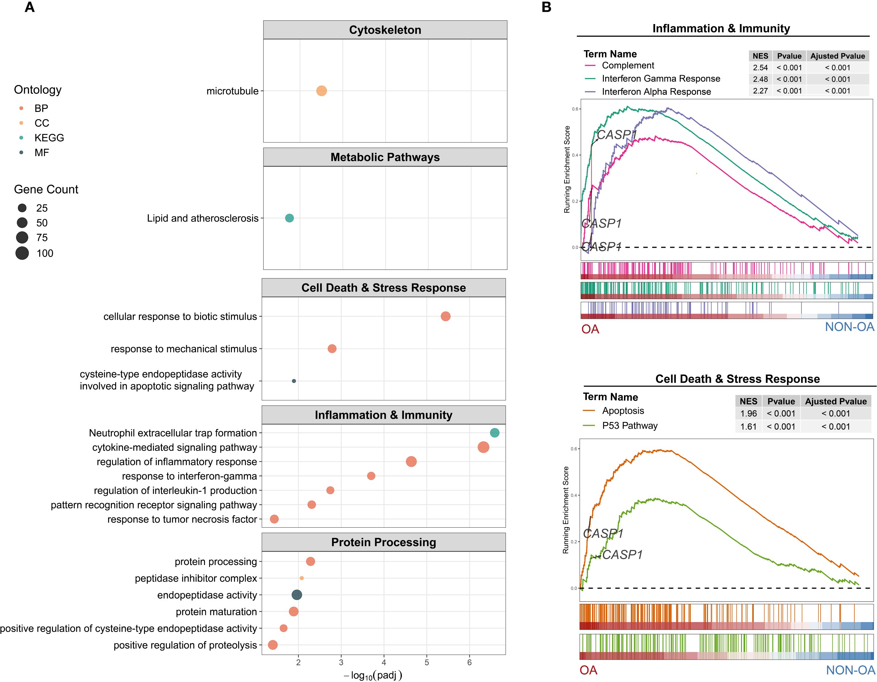 Diagram with two panels depicting gene ontology and enrichment analysis. Panel A shows bubble plots categorizing genes into Cytoskeleton, Metabolic Pathways, Cell Death & Stress Response, Inflammation & Immunity, and Protein Processing. Bubble size indicates gene count. Panel B presents enrichment scores for Inflammation & Immunity, and Cell Death & Stress Response with graphs showing enrichment scores over gene rank. Tables next to graphs list significant pathways with Normalized Enrichment Score, P-value, and Adjusted P-value.