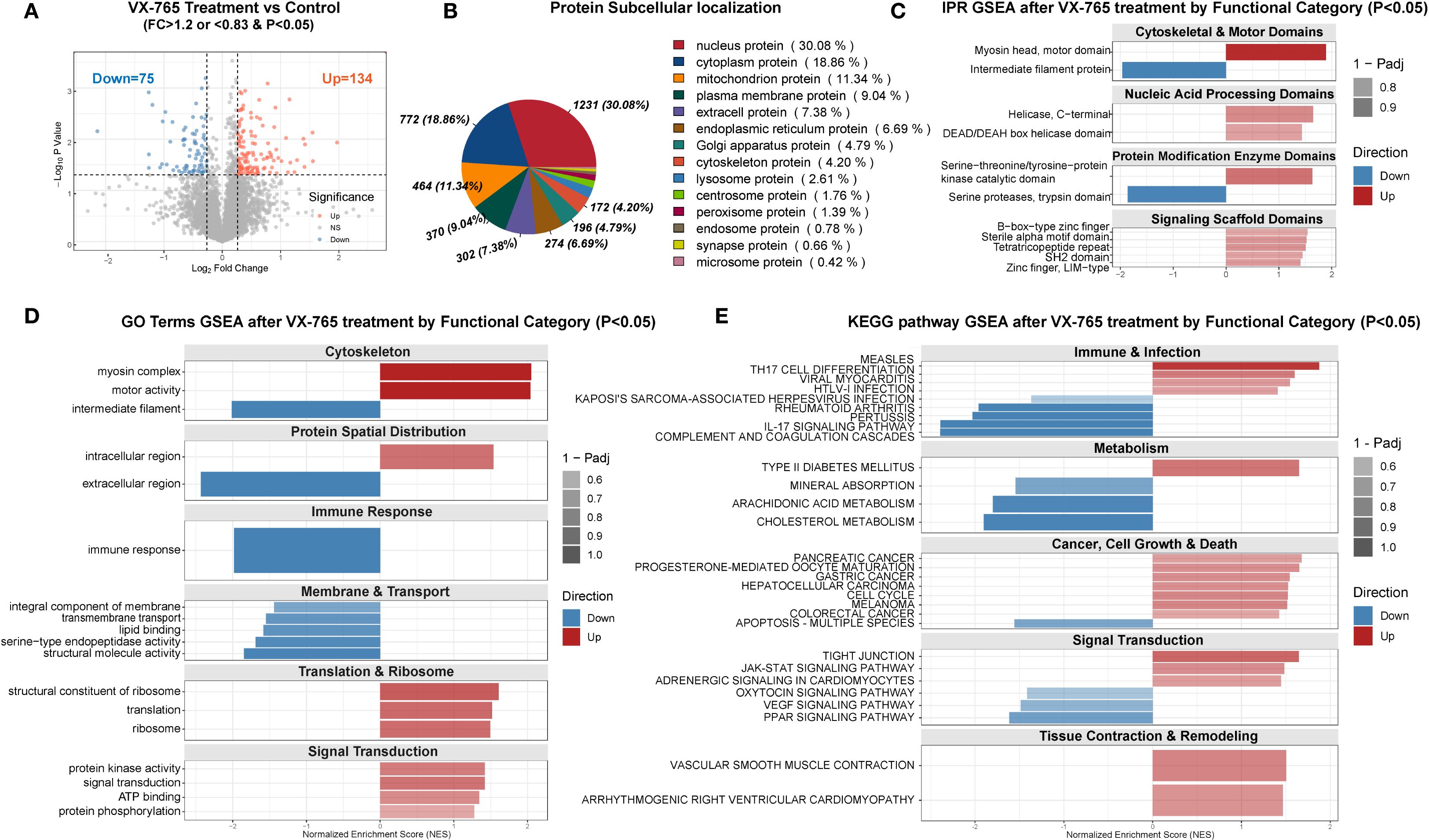 Scientific data visualizations consisting of multiple panels analyze the effects of VX-765 treatment. Panel A features a volcano plot showing gene expression changes with 75 genes downregulated and 134 upregulated. Panel B is a pie chart illustrating protein subcellular localization across various compartments. Panel C presents domain enrichment analysis in a bar graph by functional category. Panel D provides GO terms enrichment analysis, focusing on functional categories like cytoskeleton and immune response. Panel E exhibits KEGG pathway analysis, highlighting different pathways affected by the treatment, showing both downregulation and upregulation trends.