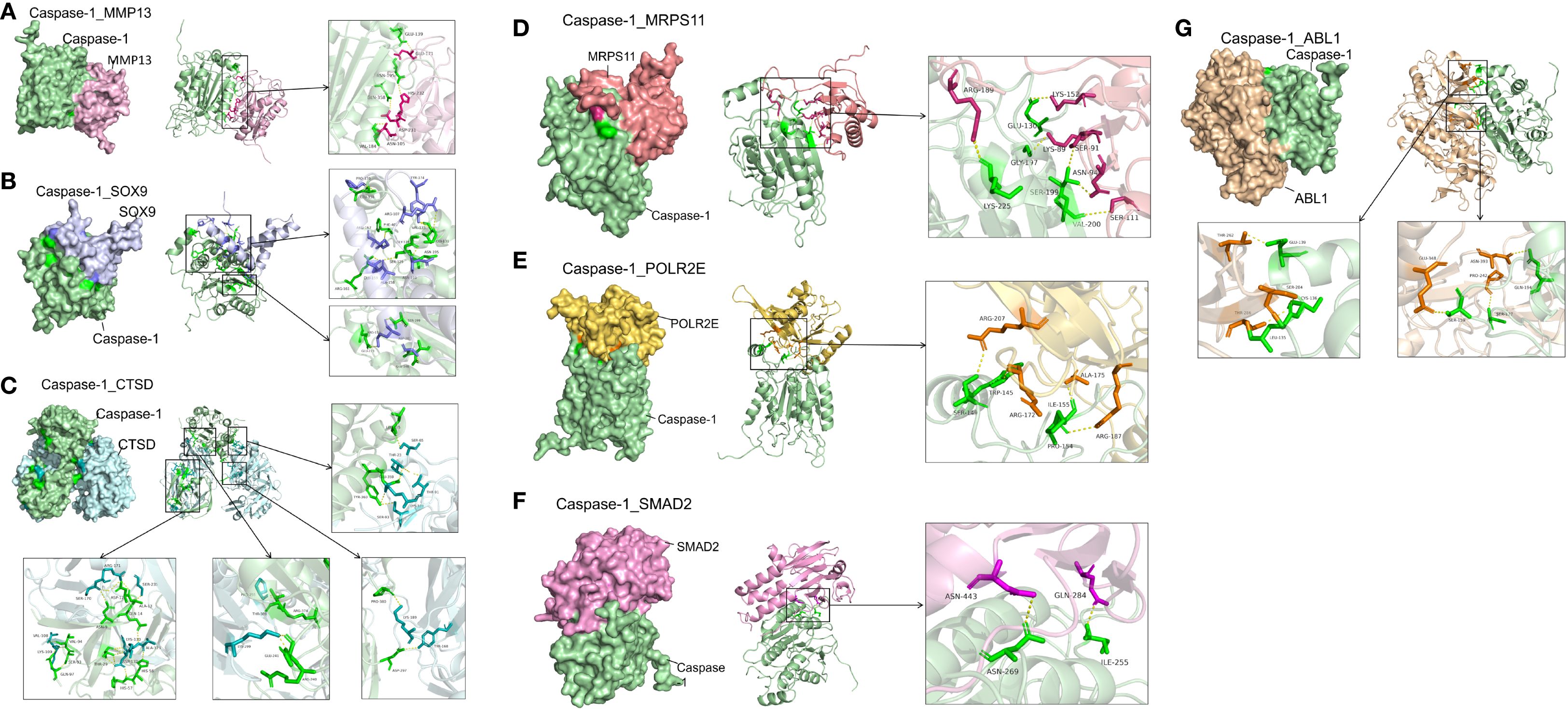 Protein interaction diagrams display Caspase-1 complexes with various proteins. Panels A-G illustrate Caspase-1 (green) interacting with MMP13, SOX9, CTSD, MRPS11, POLR2E, SMAD2, and ABL1. Each panel includes close-up views highlighting key residues involved in the interactions, shown in different colors: MMP13 (pink), SOX9 (light blue), CTSD (light blue), MRPS11 (pink), POLR2E (yellow), SMAD2 (pink), and ABL1 (tan). The detailed close-ups indicate specific amino acid interactions.
