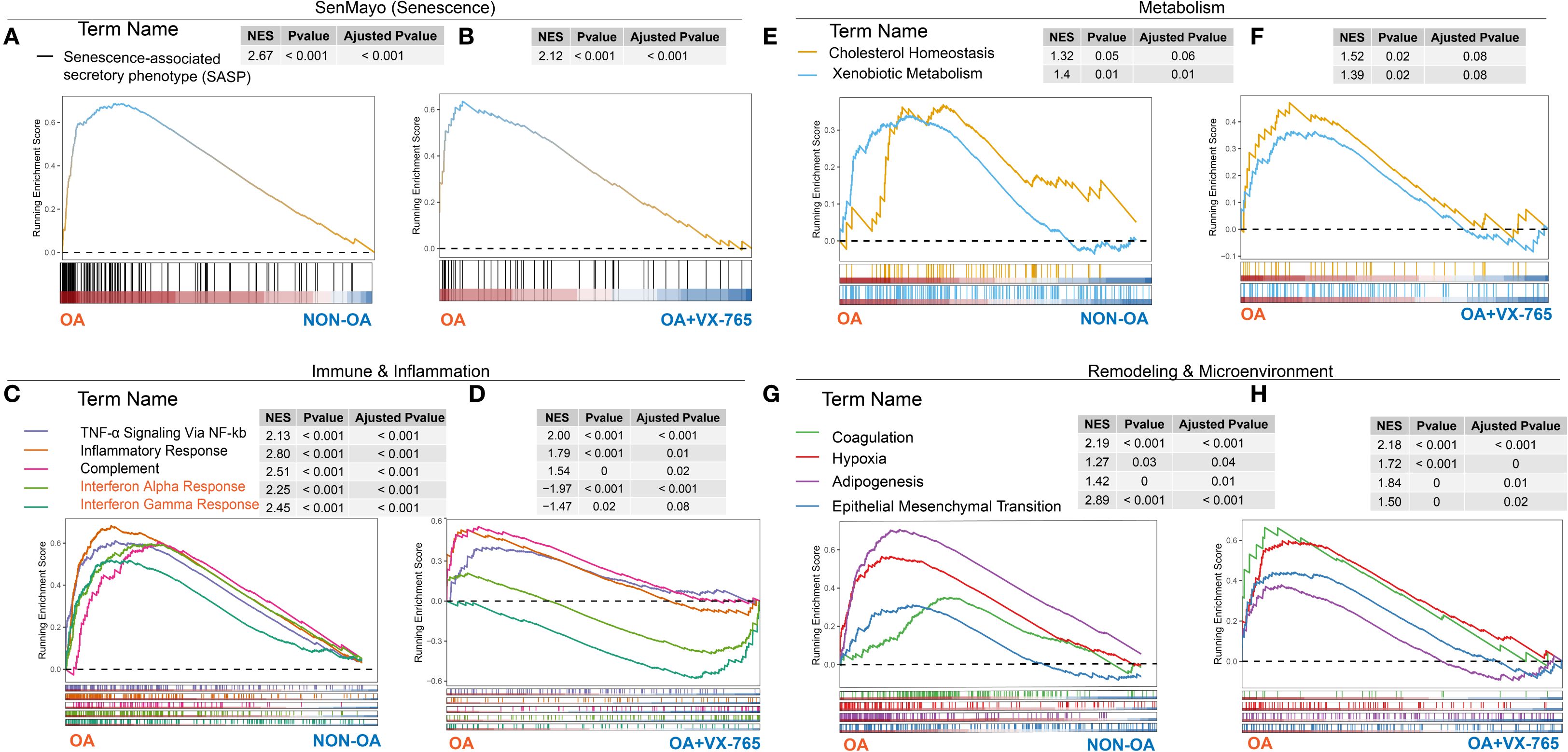 Gene set enrichment analysis graphs from the SenMayo (Senescence) study, showing pathways related to senescence, metabolism, immune response, and remodeling. Each panel (A-H) includes line graphs comparing conditions like OA, NON-OA, and OA+VX-765. The tables list normalized enrichment scores (NES), p-values, and adjusted p-values for terms such as SASP, cholesterol homeostasis, and inflammatory responses. Graph annotations indicate pathways with significantly different enrichment scores under various conditions.