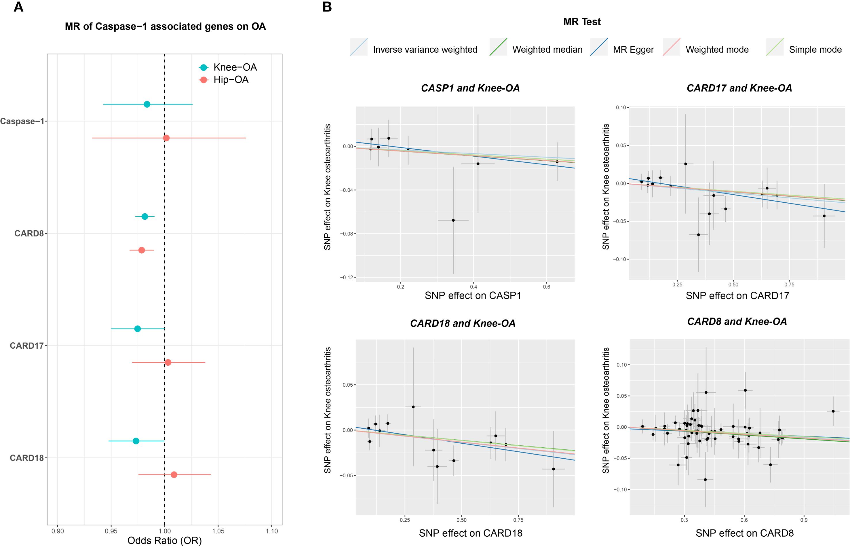 Graphical representation of Mendelian randomization (MR) for Caspase-1 associated genes on osteoarthritis (OA). Panel A shows odds ratios for knee and hip OA linked to genes Caspase-1, CARD8, CARD17, and CARD18. Knee OA is marked in blue, hip OA in pink. Panel B displays scatter plots with SNP effects on knee osteoarthritis for CASP1, CARD17, CARD18, and CARD8, using various MR tests indicated by colored lines: inverse variance weighted, weighted median, MR Egger, weighted mode, and simple mode. Each plot shows a trend of decreasing SNP effect on knee osteoarthritis.