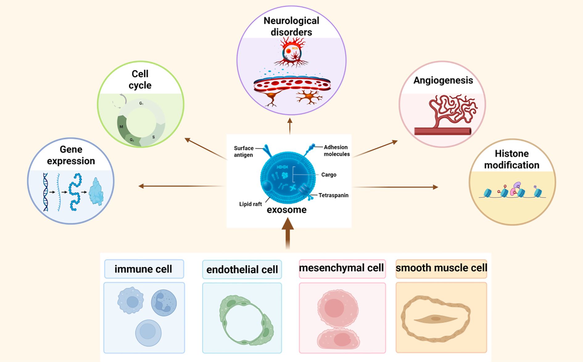 Diagram illustrating exosome functions and sources. Central exosome with labels: surface antigen, lipid raft, adhesion molecules, cargo, tetraspanin. Functions include neurological disorders, angiogenesis, histone modification, gene expression, and cell cycle, depicted in surrounding circles. Cells pictured are immune, endothelial, mesenchymal, and smooth muscle, shown at the bottom. Arrows indicate connections between exosomes and functions or cells.
