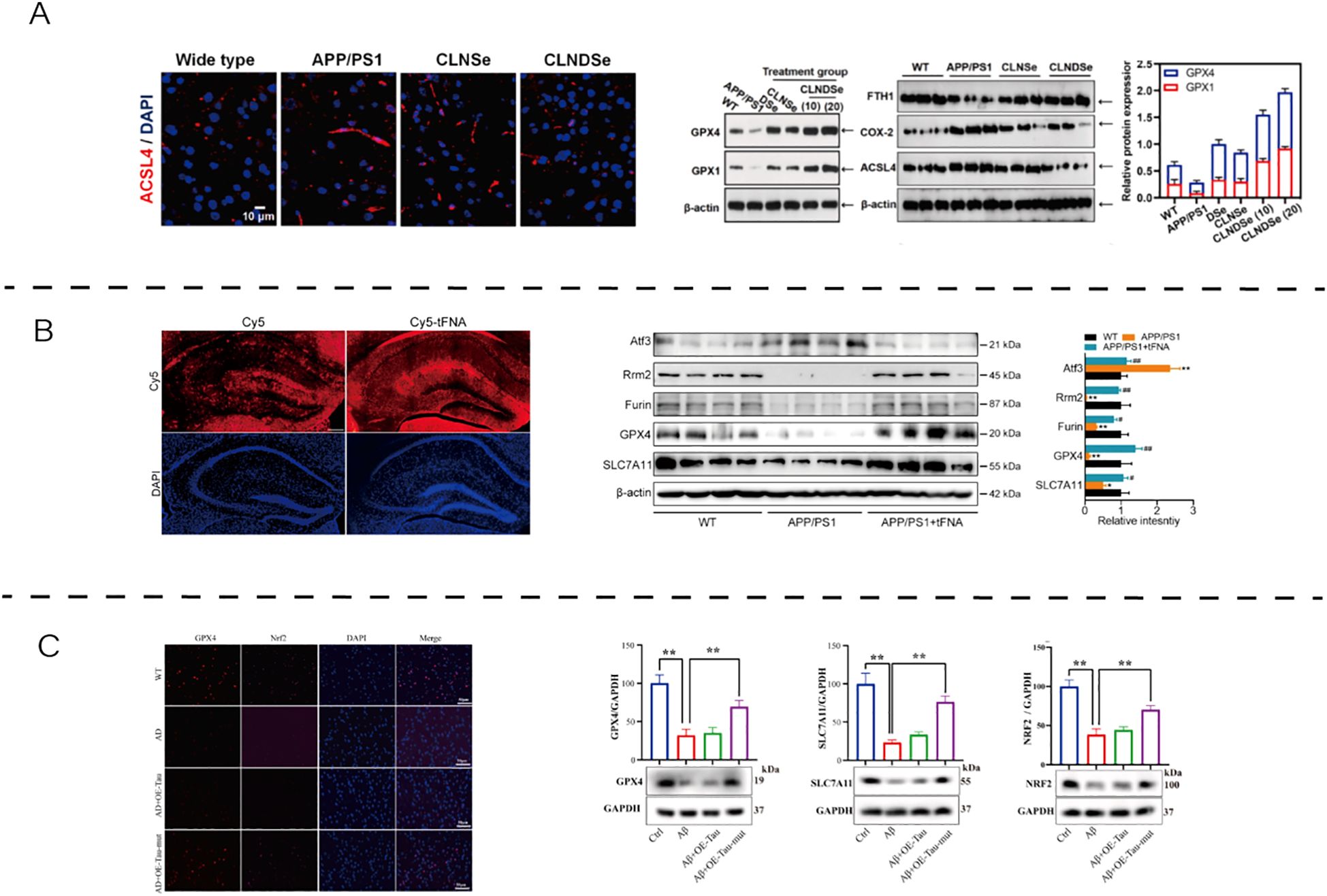 Fluorescence microscopy images and protein analysis are arranged in panels A, B, and C. Panel A shows ACSL4 and DAPI staining in different groups, with protein expression analysis and a bar graph comparing GPX4 and GPX1 levels. Panel B displays Cy5 and Cy5-fFNA staining with protein blots for Atf3, Rrm2, Furin, GPX4, and SLC7A11, alongside a relative intensity bar graph. Panel C includes GPX4, Nrf2, and DAPI staining images, WB analysis with bar graphs for GPX4, SLC7A11, and NRF2 expression normalized to GAPDH, comparing control, AD, and treatments.