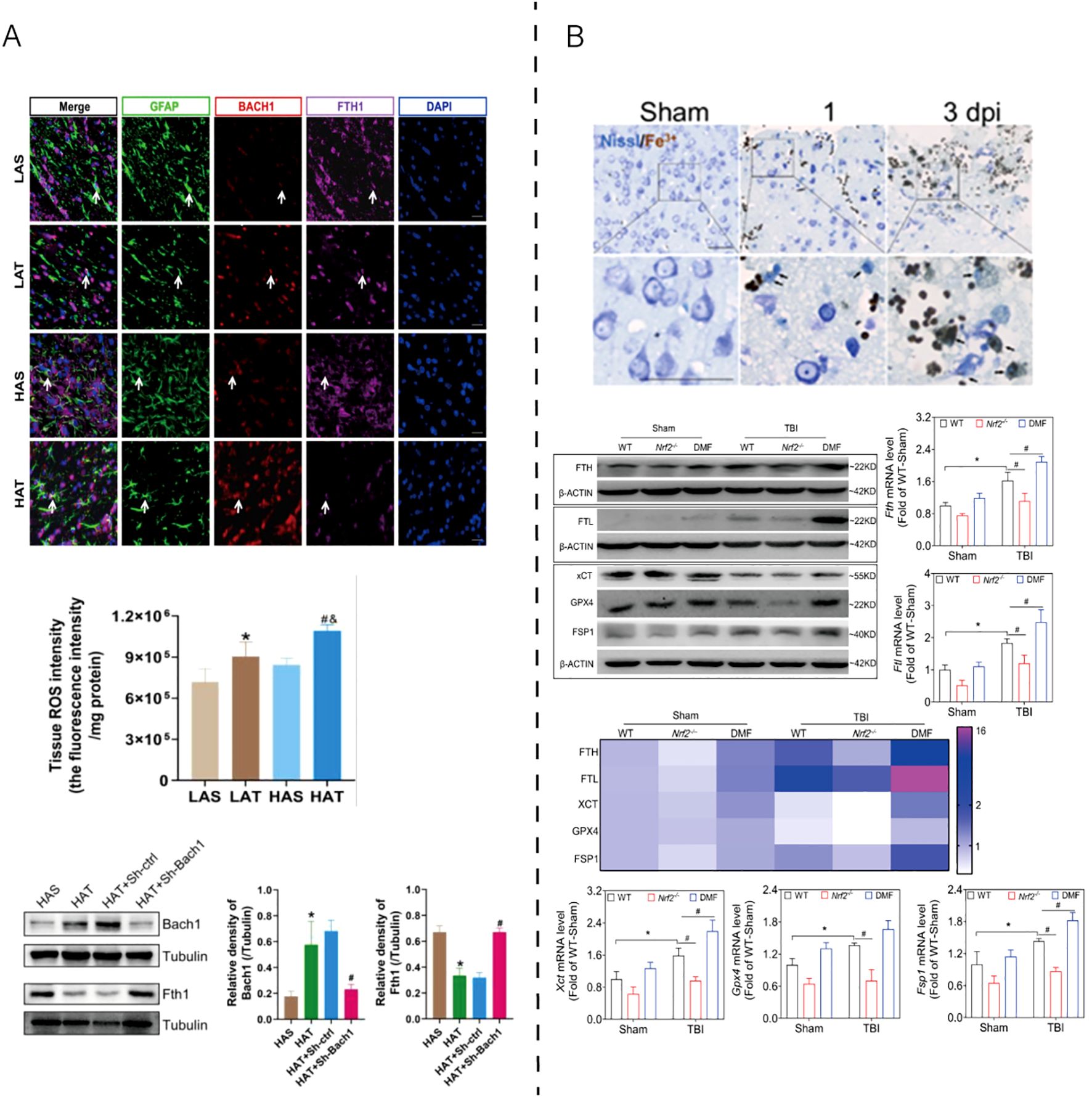 Panel A shows fluorescent labeling of GFAP, BACH1, FTH1, and DAPI across different sections with merged images on the left. Bar graphs below show ROS intensity and protein expression comparisons for different conditions. Panel B displays Nissl staining at various days post-injury (dpi) with Western blot analyses of several proteins. Bar charts depict gene expression differences, and a heatmap illustrates expression patterns under various conditions.