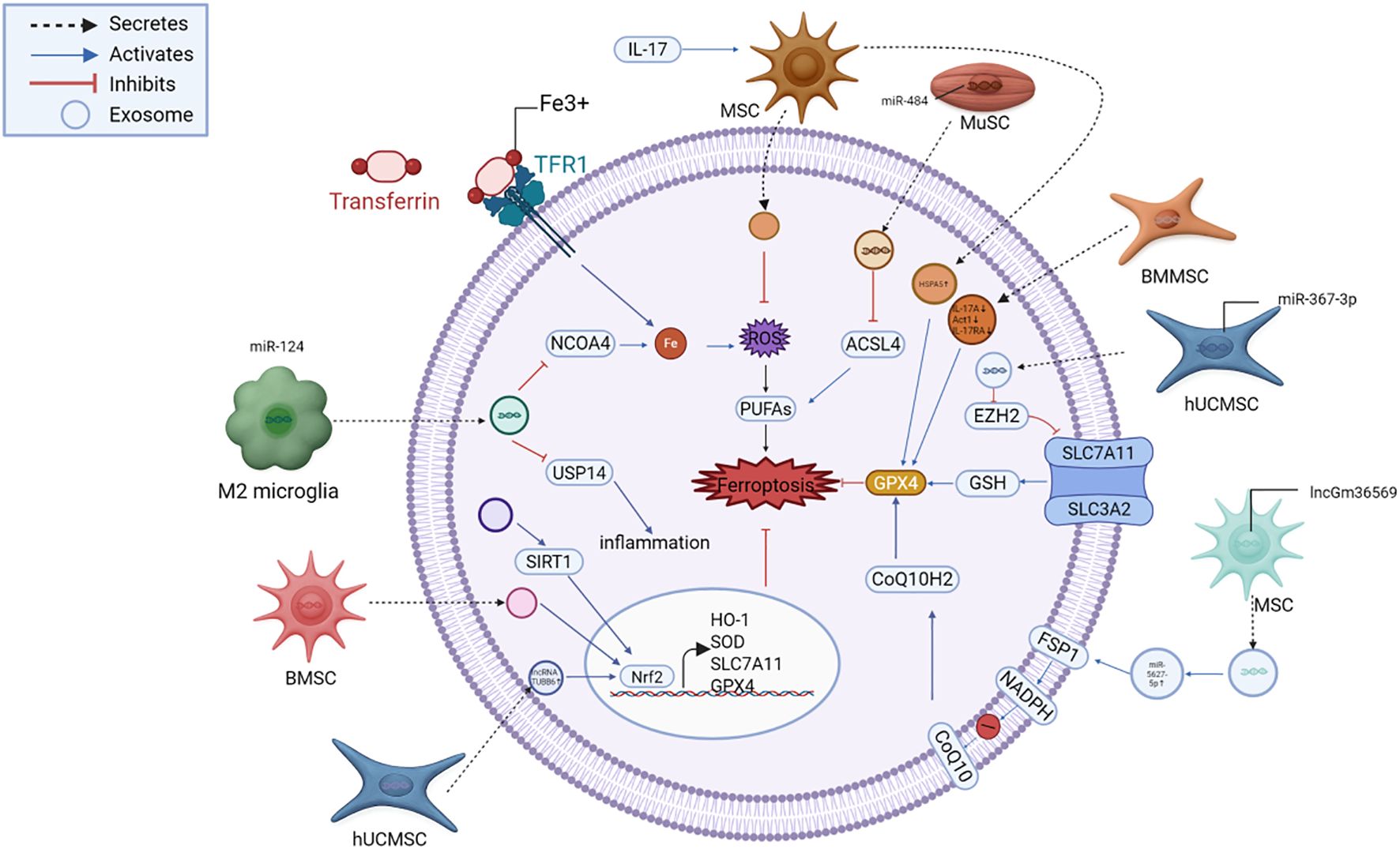 Diagram illustrating intercellular communication and molecular interactions related to ferroptosis. Various cell types (e.g., M2 microglia, MSCs) secrete or activate molecules influencing ferroptosis pathways, indicated by arrows. The process involves factors like transferrin, TFR1, ROS, and GPX4, with key interactions shown inside a membrane structure. Symbols denote secretion, activation, inhibition, and exosomes.