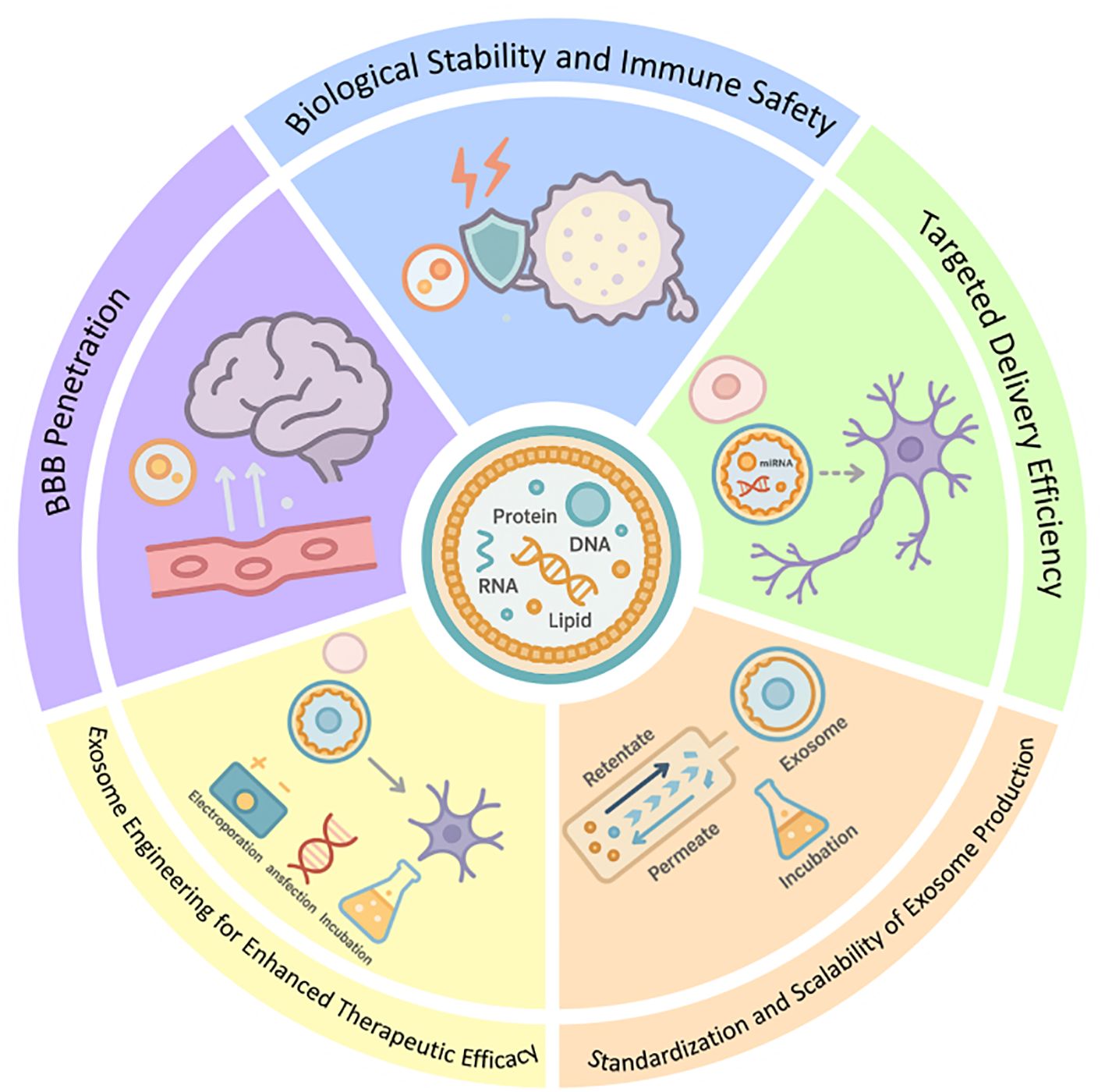 Illustration of a circular diagram divided into five sections related to exosome therapeutic development. Sections include BBB Penetration with brain and cell imagery, Biological Stability and Immune Safety with shield and cell, Targeted Delivery Efficiency with neuronal graphics, Exosome Engineering for Enhanced Therapeutic Efficacy detailing engineering processes, and Standardization and Scalability of Exosome Production showing retention and permeation. The center features a structure labeled with protein, RNA, DNA, and lipid.