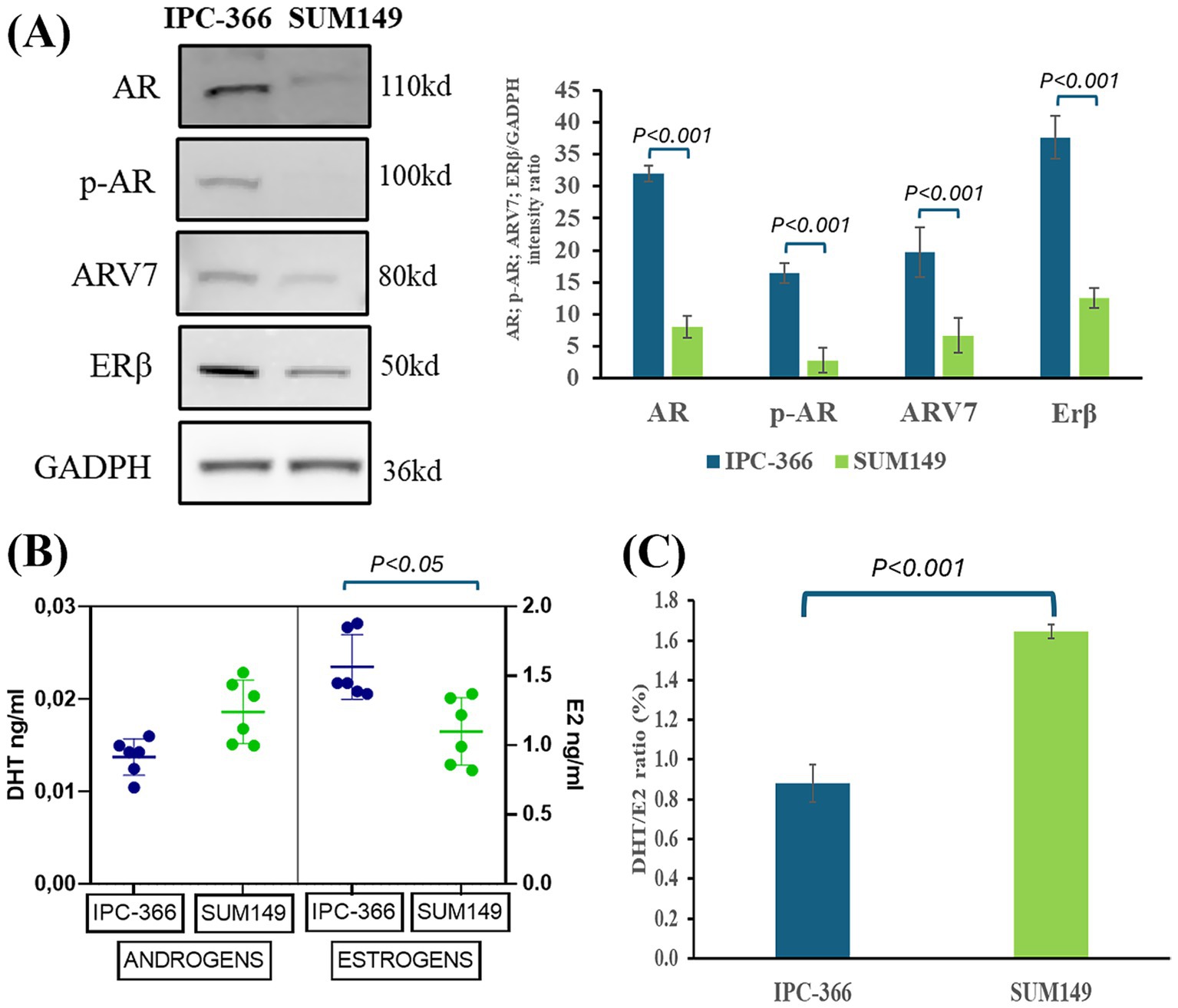 (A) Western blot analysis shows protein expression levels of AR, p-AR, ARV7, ERβ, and GADPH in IPC-366 and SUM149 cell lines, with a bar graph indicating higher intensity ratios in IPC-366. (B) Scatter plot compares DHT and E2 levels in IPC-366 and SUM149, showing significant differences with p<0.05. (C) Bar graph displays a higher DHT/E2 ratio in SUM149 compared to IPC-366, with a significant p-value of less than 0.001.
